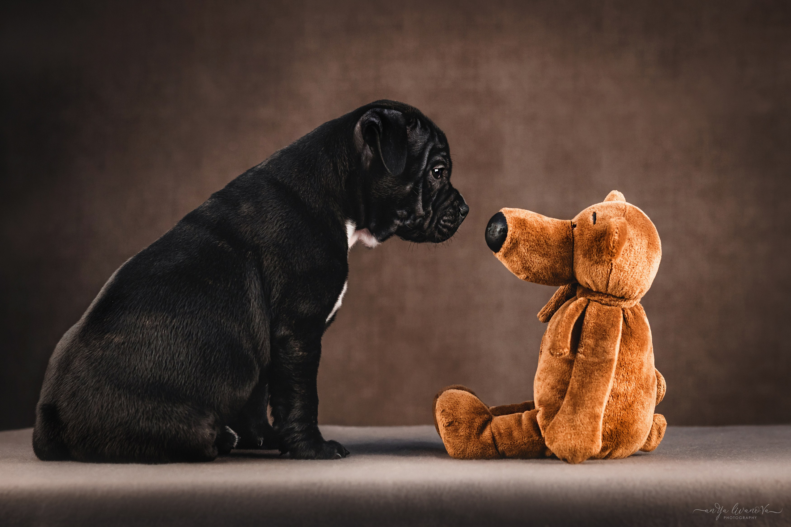 Стаффи. Фотограф анималист Аня Ливанова | Рыбинск