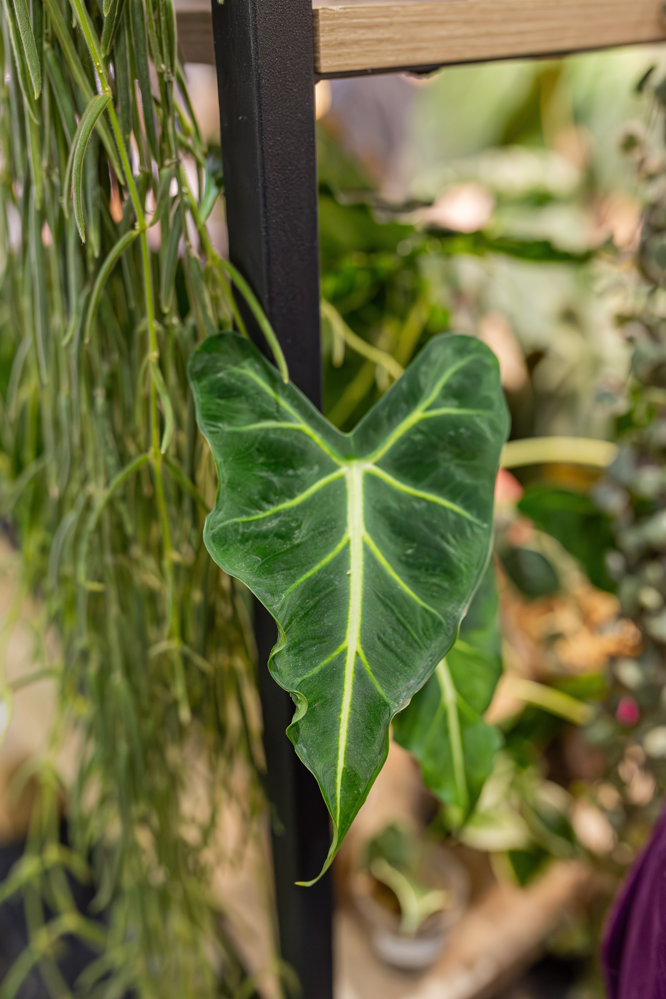 Монстериум апрель 2026. Александра Куликова фотограф, Москва