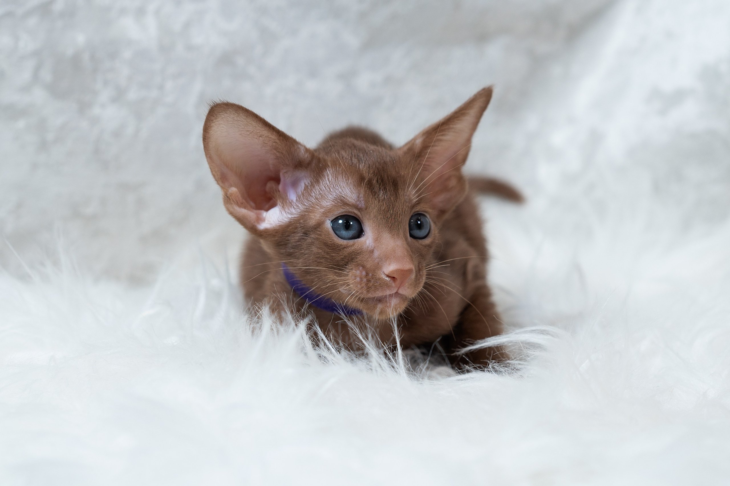 Заводчик Юлия Панова. Творческий фотограф Вологда