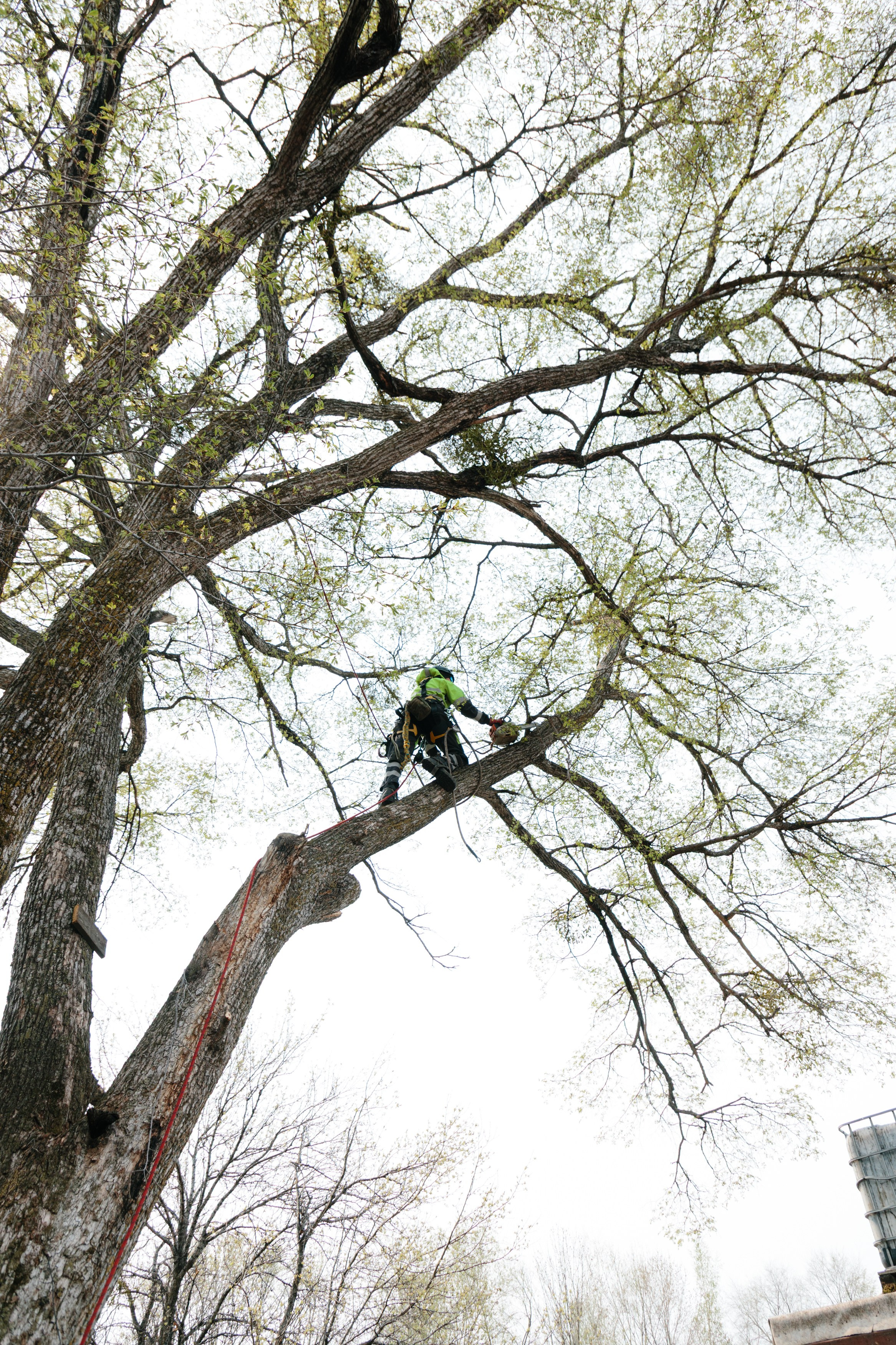 Арборист. Семейный фотограф в Хабаровске Катаева Ольга