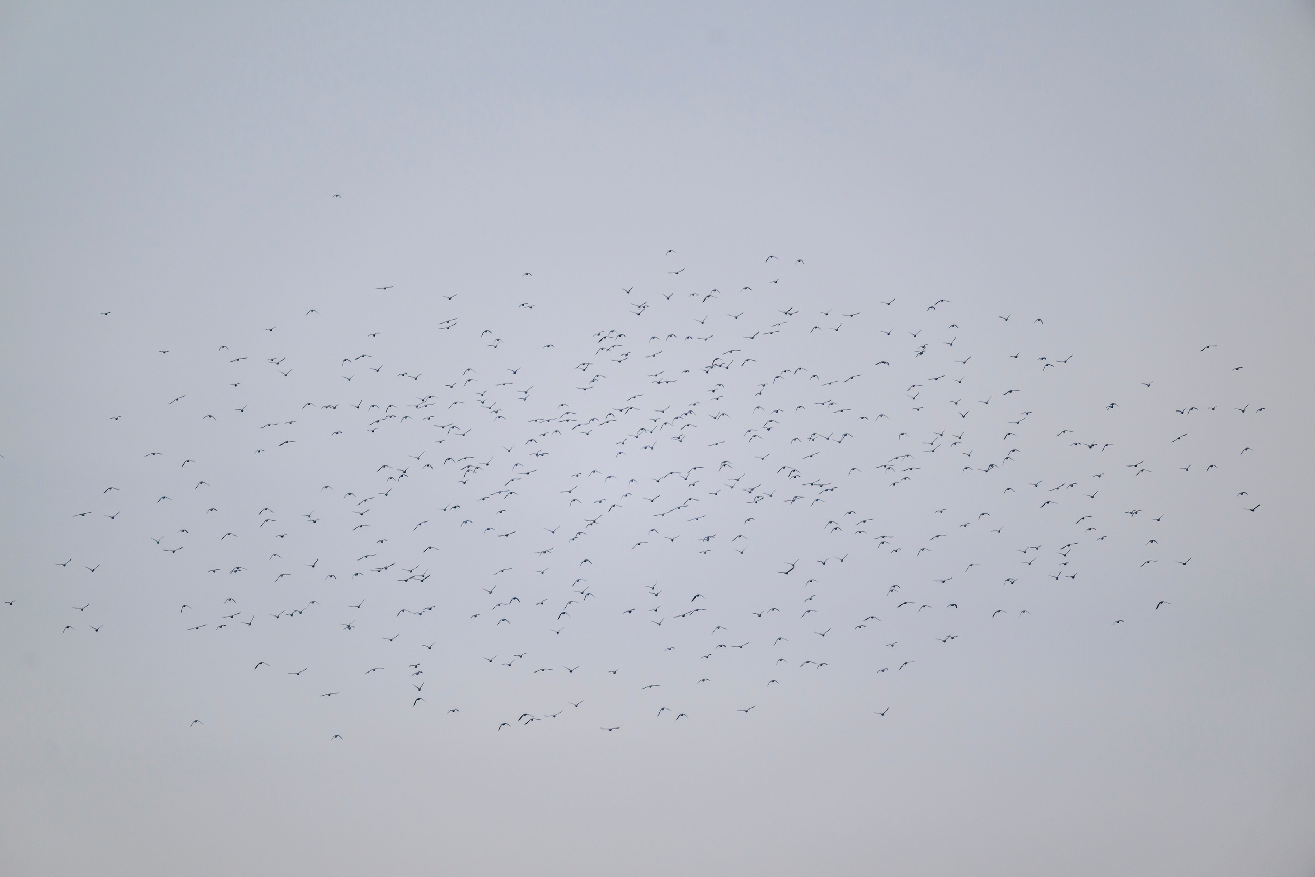 Вяхири и бобренок. Фотограф Сергей Пупонин