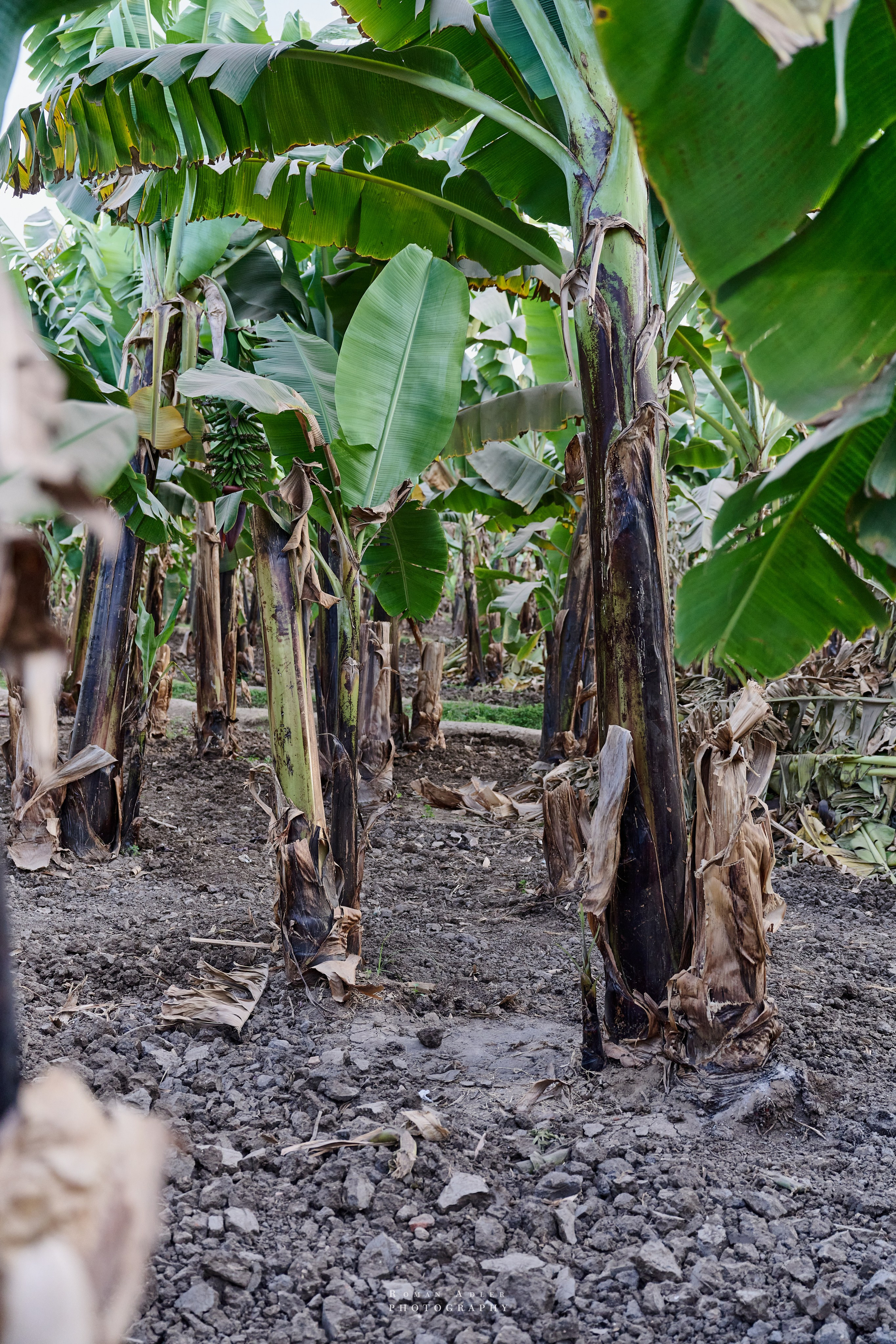 Луксор. Февраль 2025. Фотограф Роман Адлер