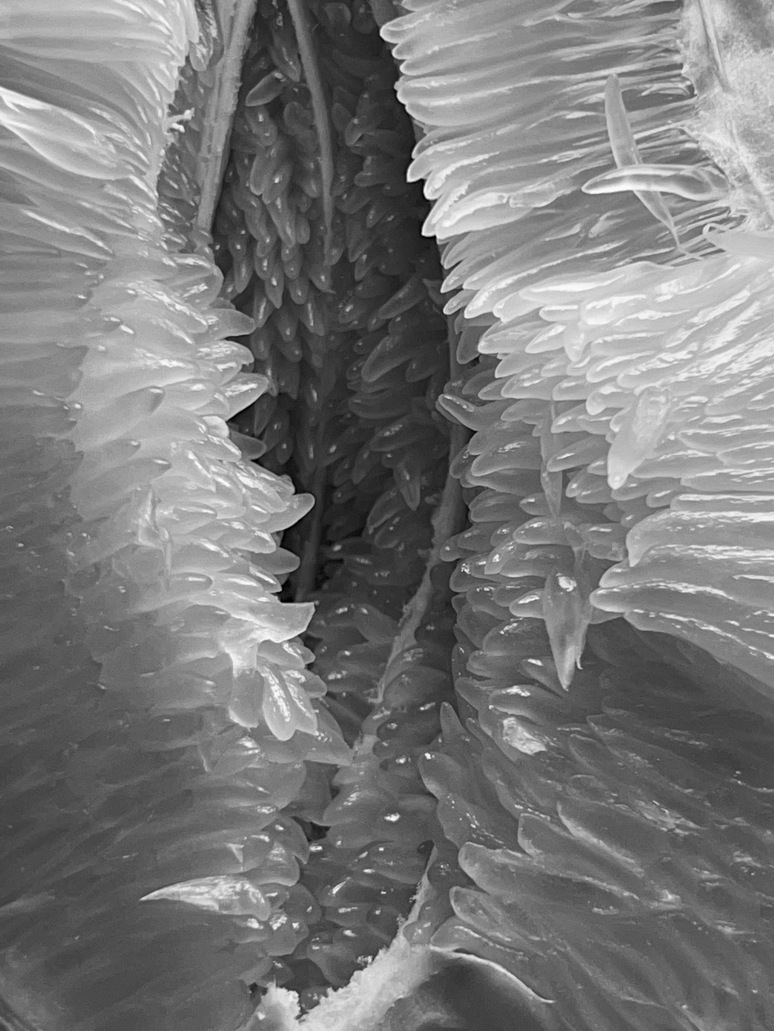 Frame 34 / 34 кадр. Художник Катерина Копейкина / Artist Katerina Kopeikina