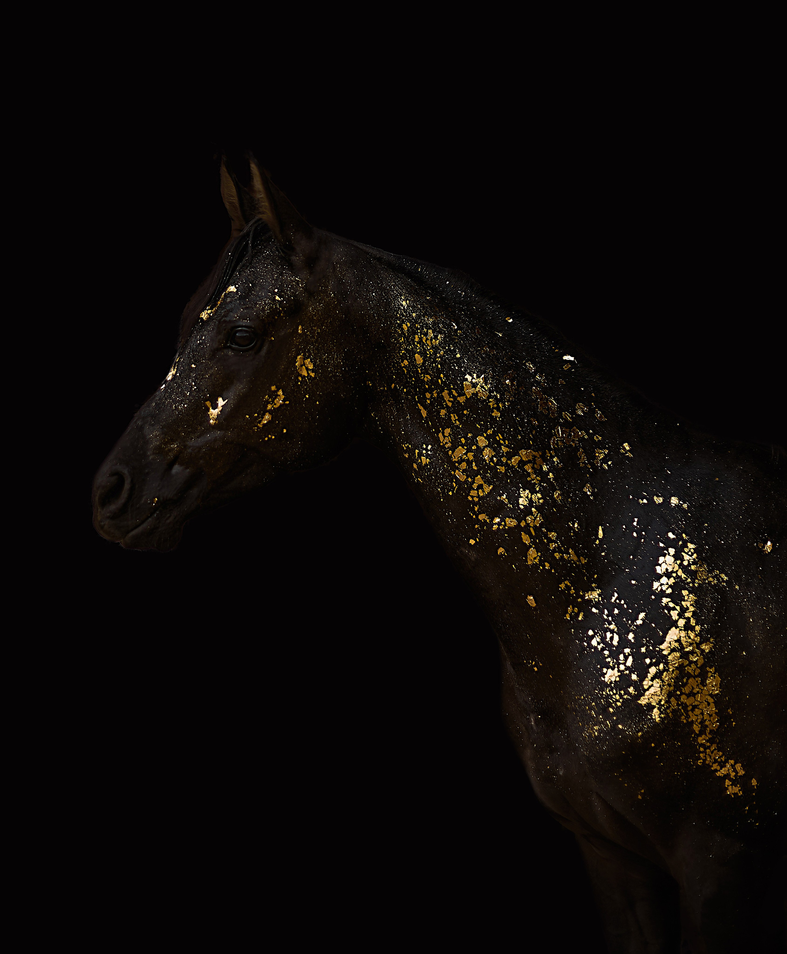 Харакс. Фотограф в Севастополе