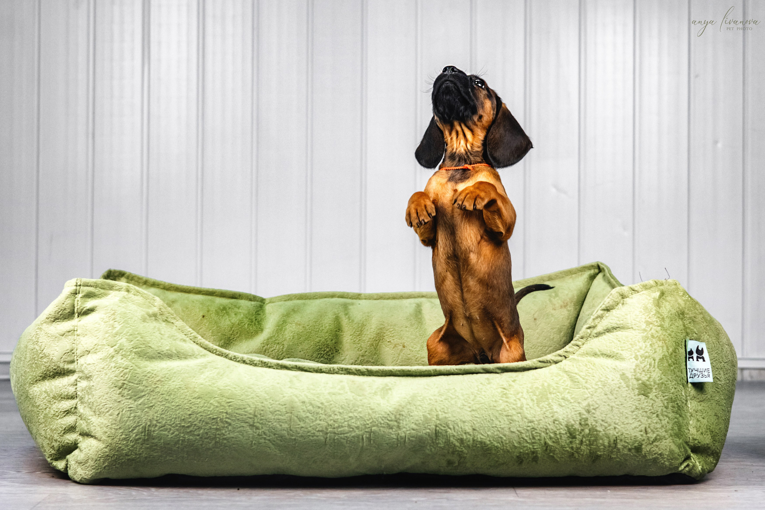 Баварки. Фотограф анималист Аня Ливанова | Рыбинск