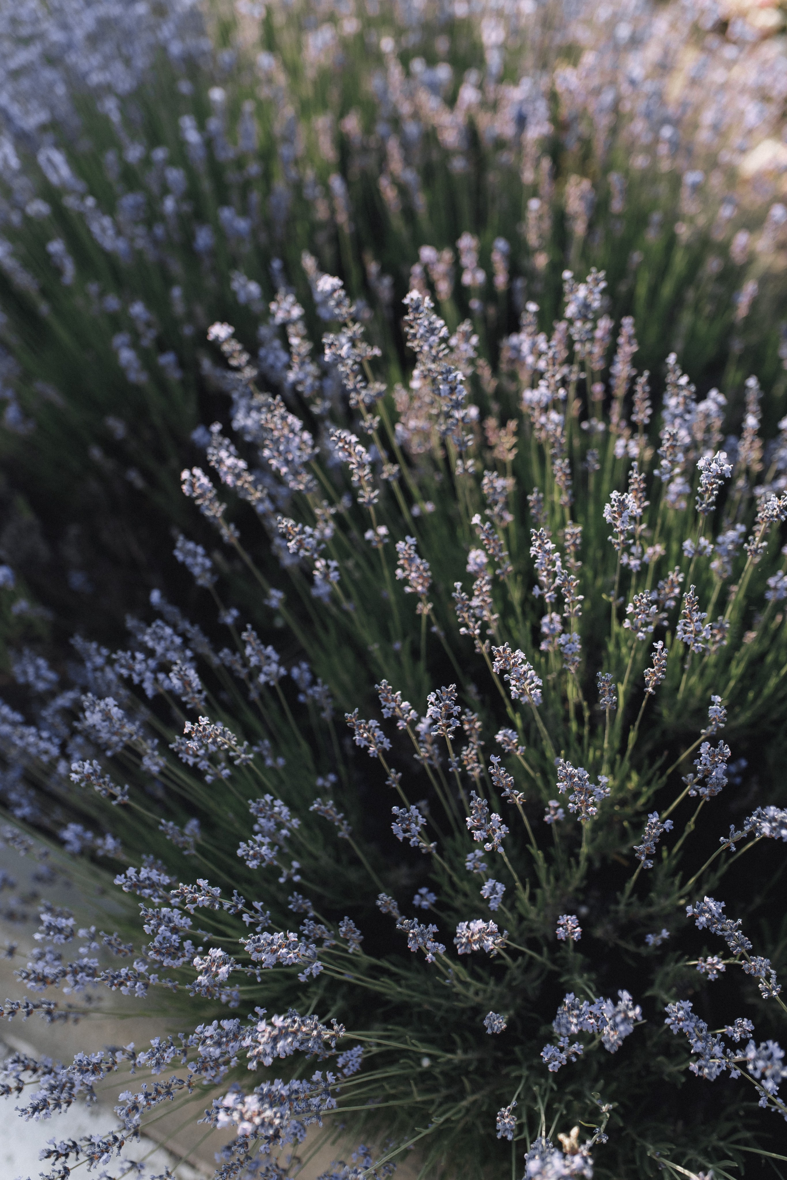 Susanna & Grigoriy. Свадебный фотограф в Севастополе и Крыму| Tanya Sher