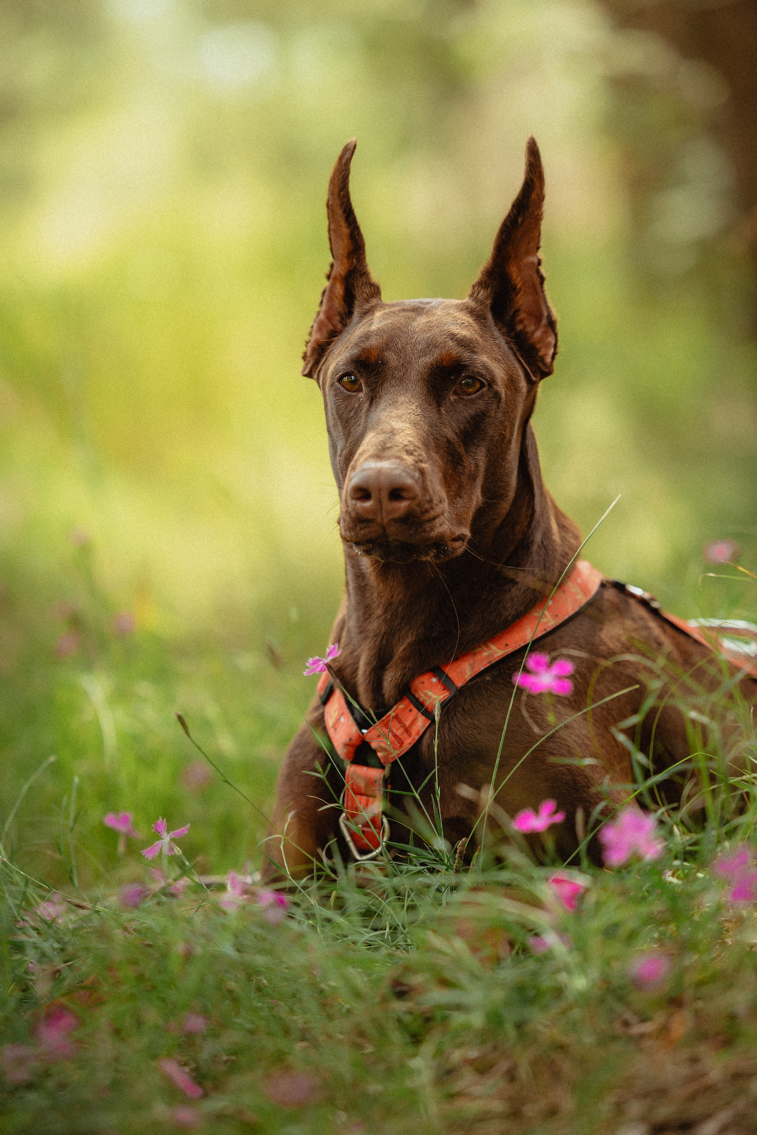Выездной дог-тренинг от школы «Шерсть имею»
