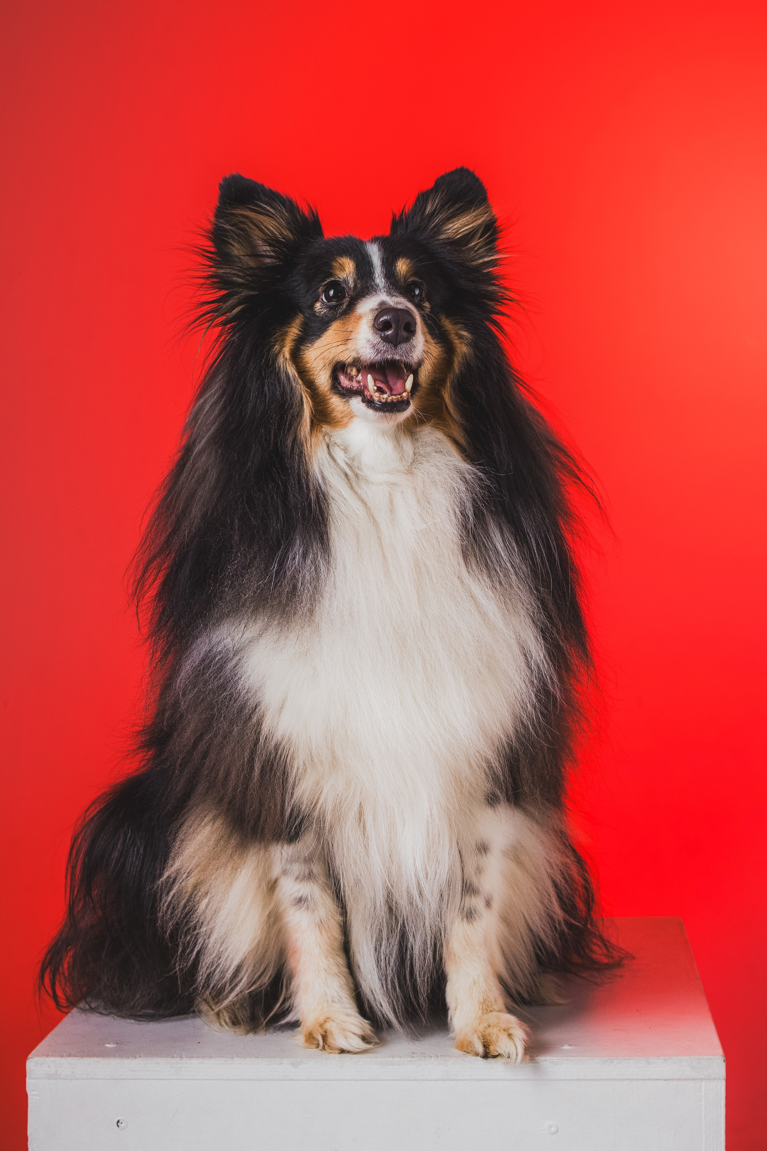 Воркшоп по импульсному свету