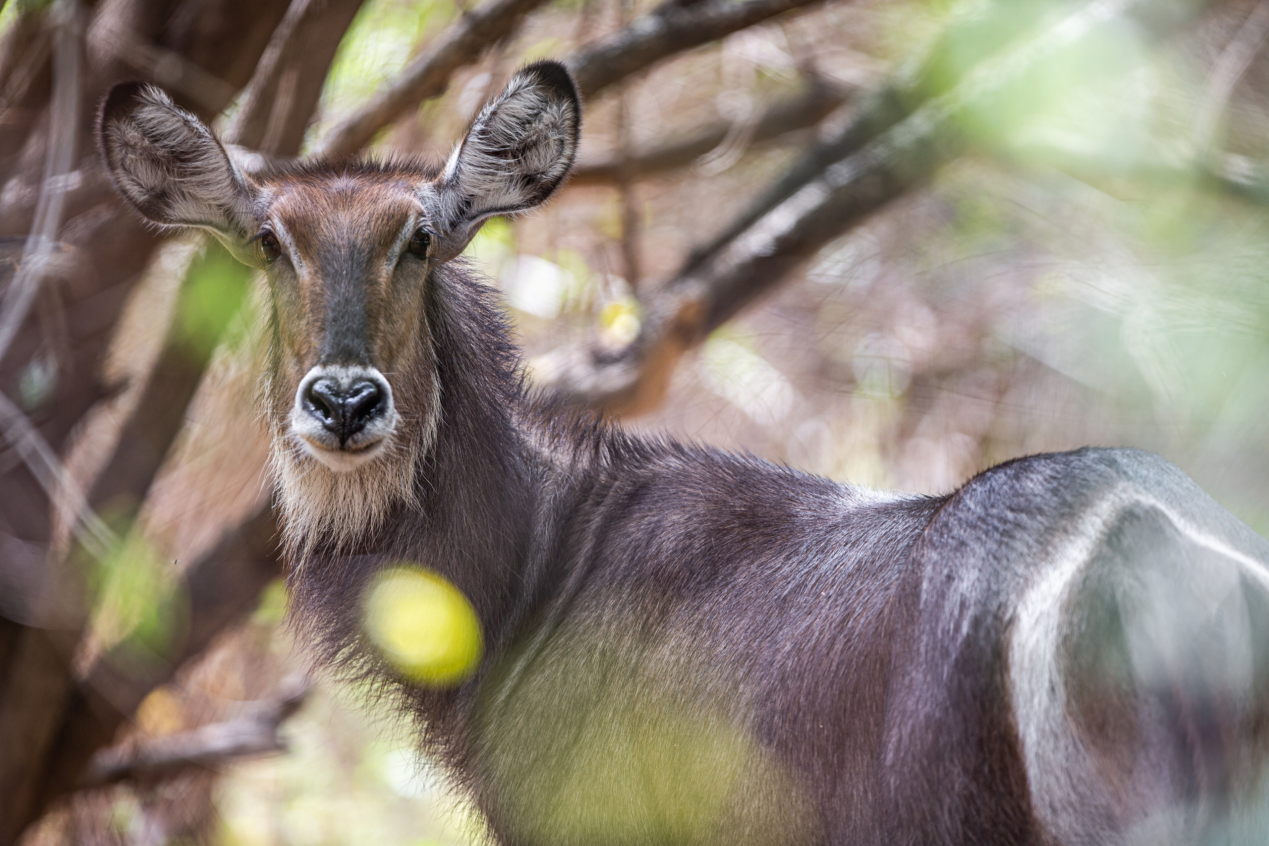 Танзания. Добродеева Алла фотограф, Москва