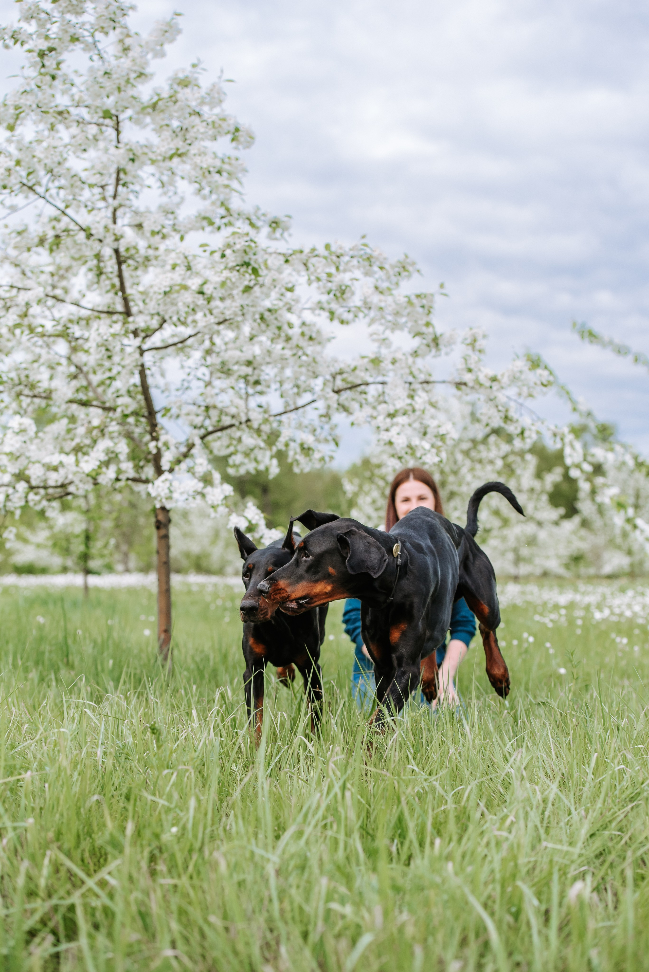 Цветение с доберманами. Фотограф Диана Оленина Красноярск / Братск