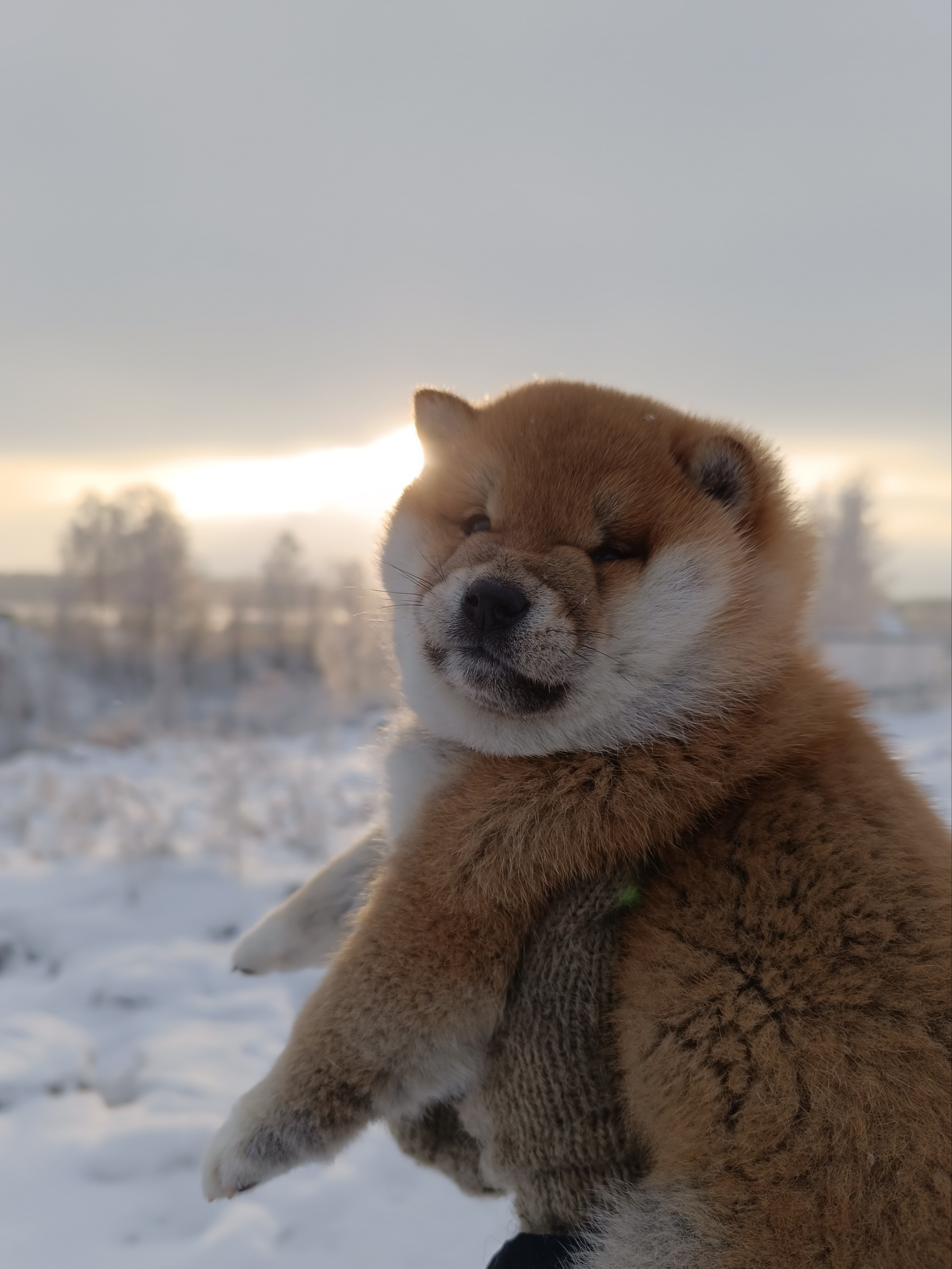 сиба питомник Рубилайт щенки на продажу rubylight  сиба щенки купить СПб Санкт-Петербург 