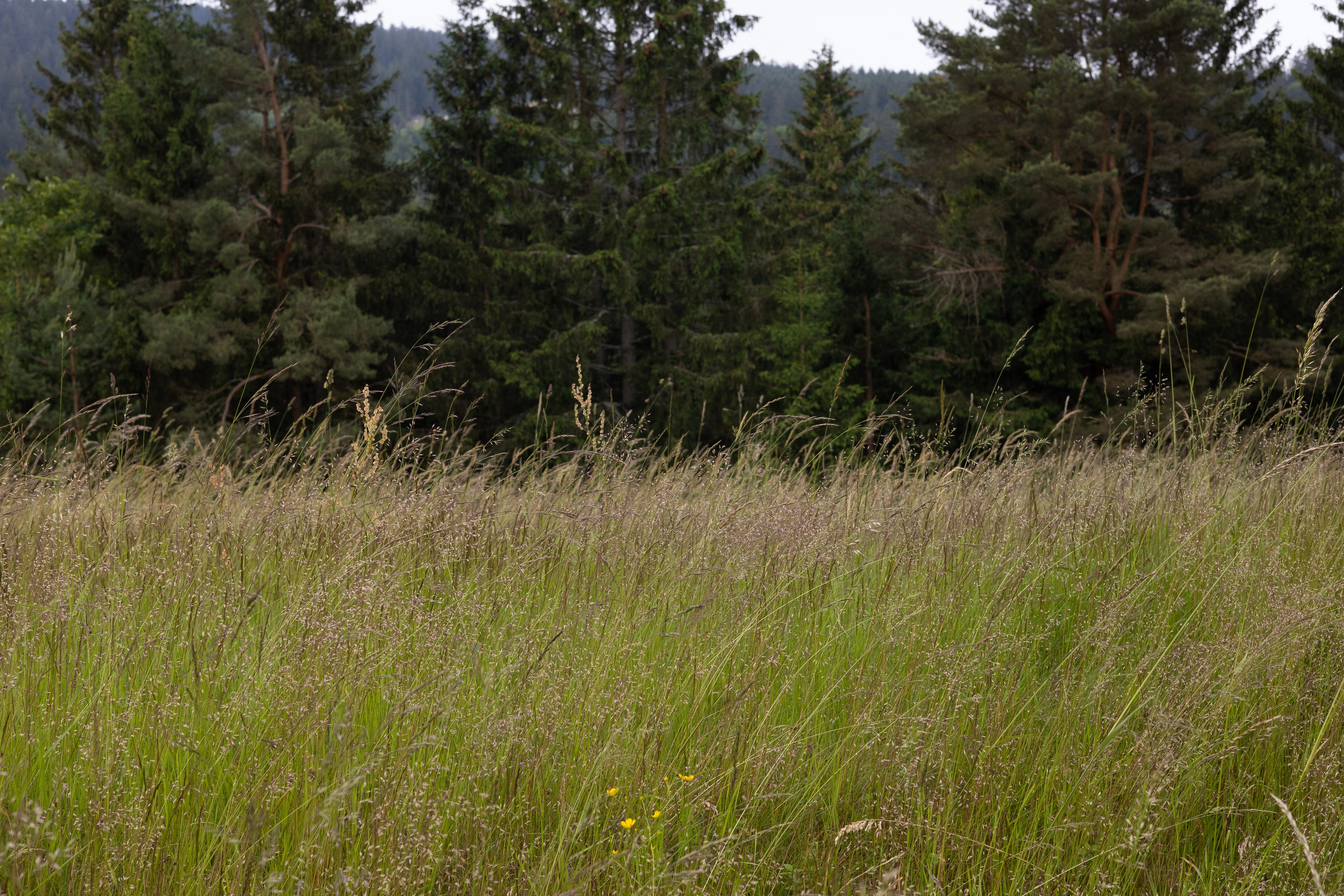 Bischofsgrün. ITMAG.ME | Visual Art