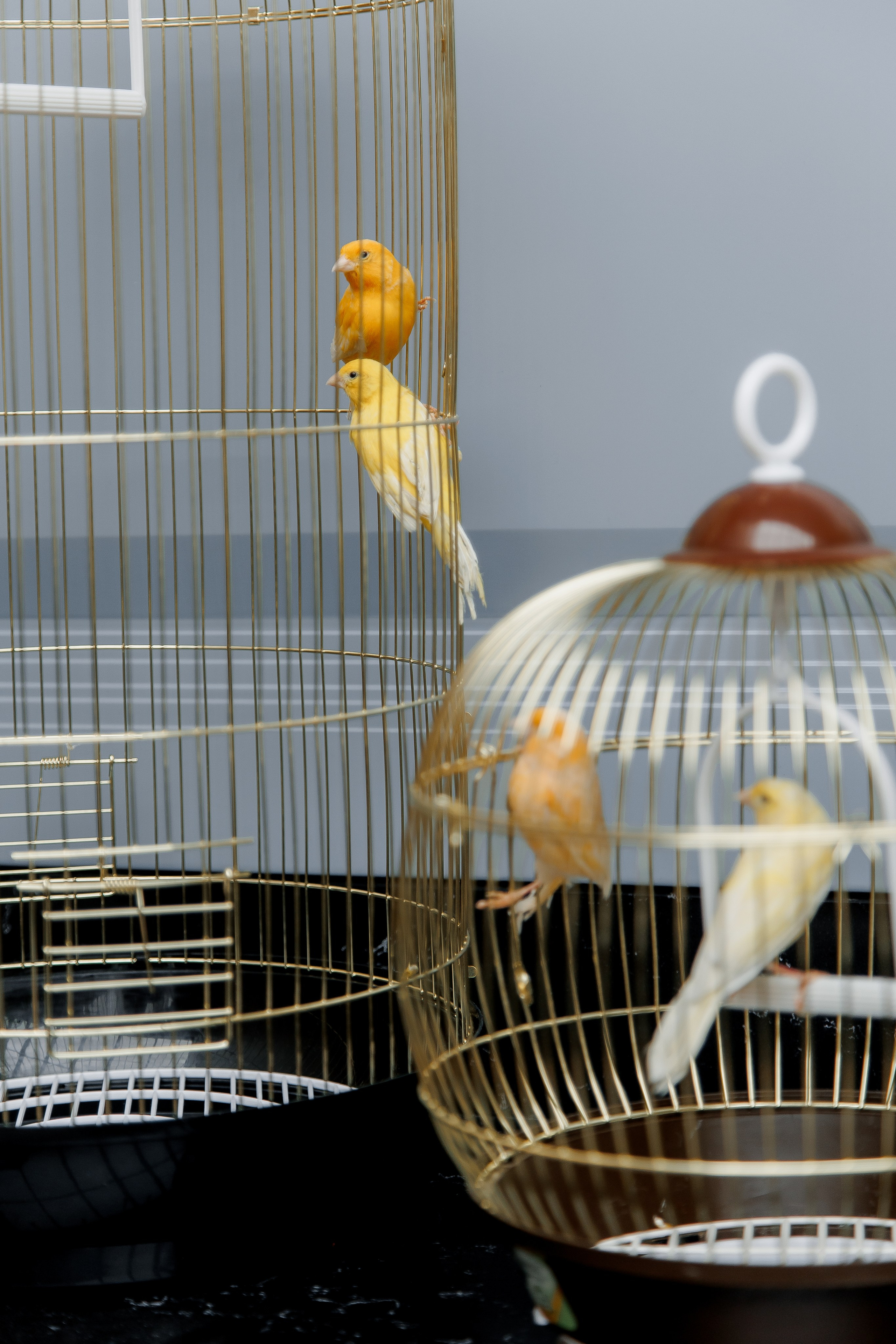 Лука & София. Свадебный фотограф ростов