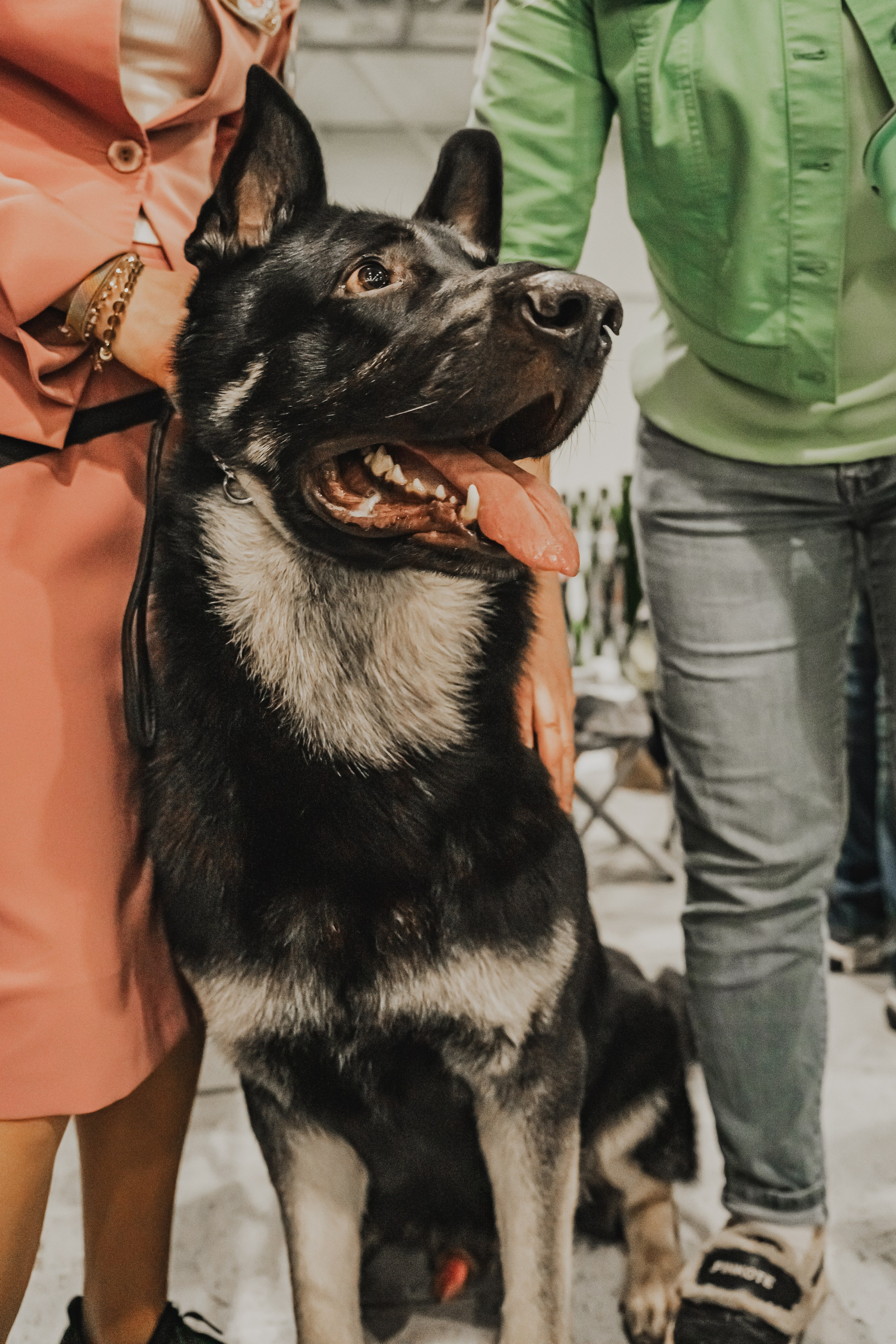 Международная выставка собак всех пород. Репортажный фотограф Анастасия Рубцова