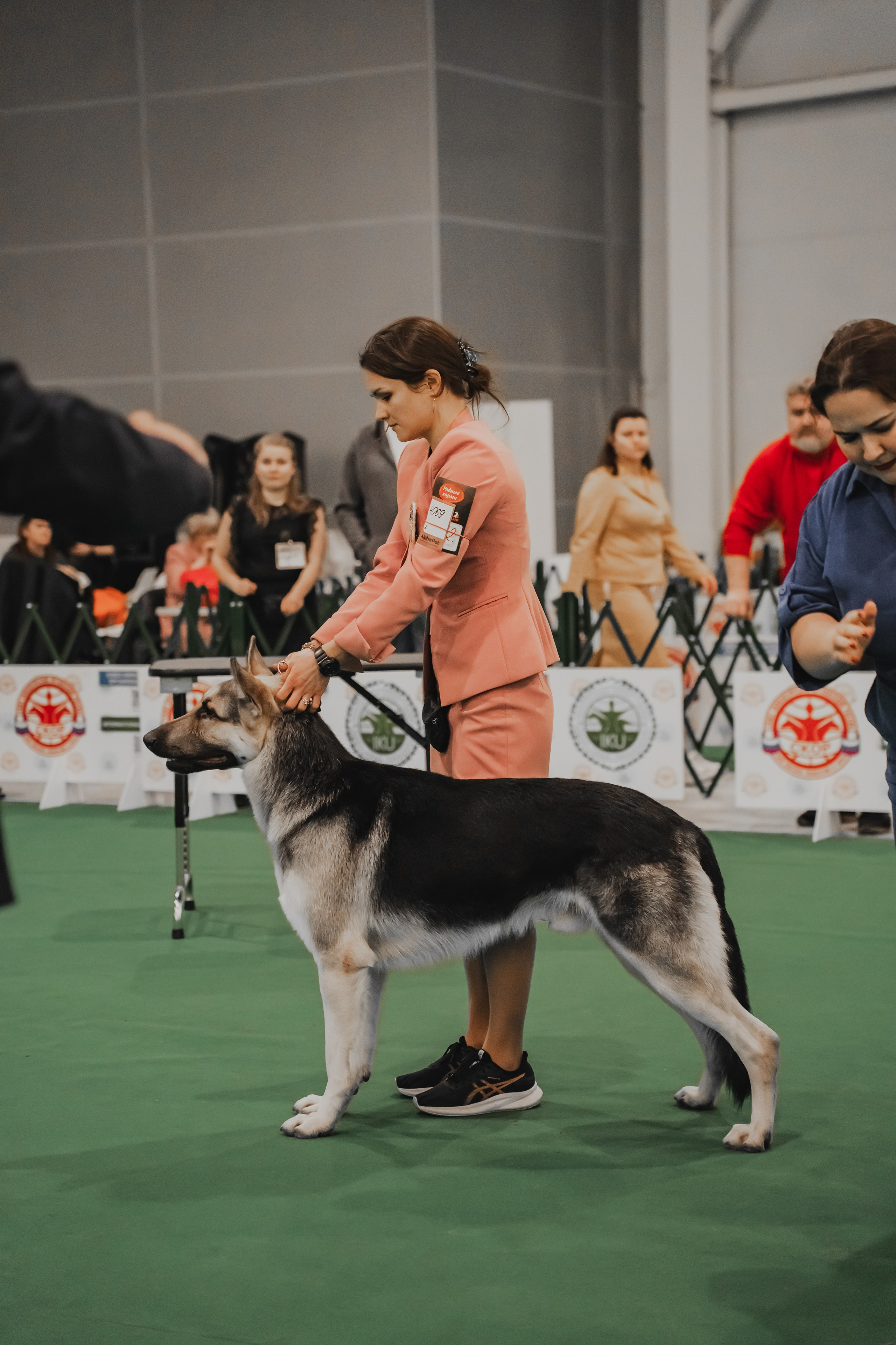 Международная выставка собак всех пород. Репортажный фотограф Анастасия Рубцова