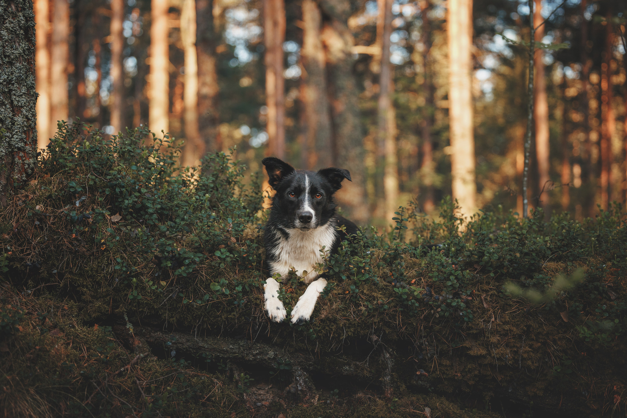 Токи, Янки, Лось, Мако и Рин. Фотограф анималист Осипчикова Мария