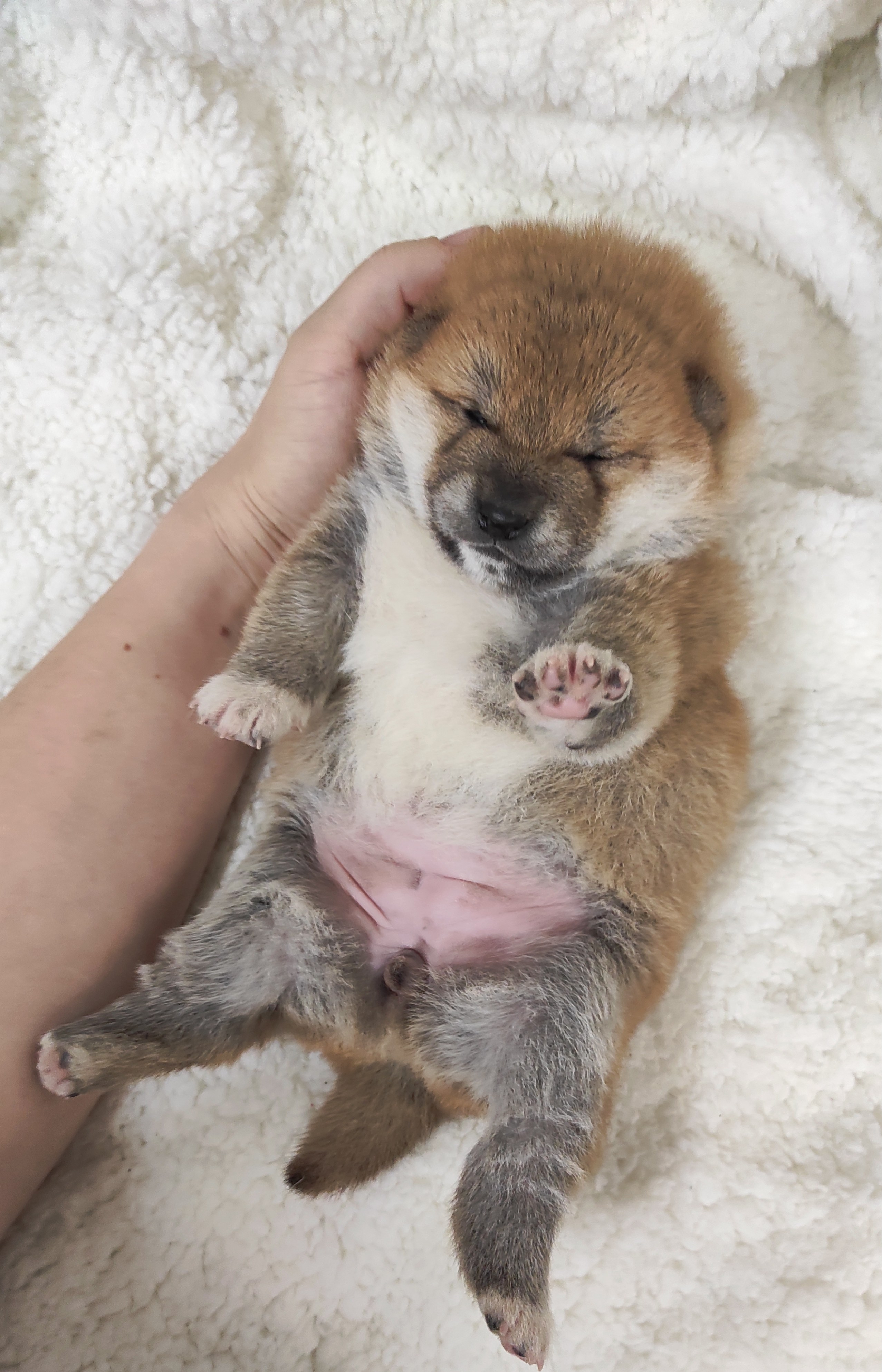 сиба питомник Рубилайт щенки на продажу rubylight  сиба щенки купить СПб Санкт-Петербург 