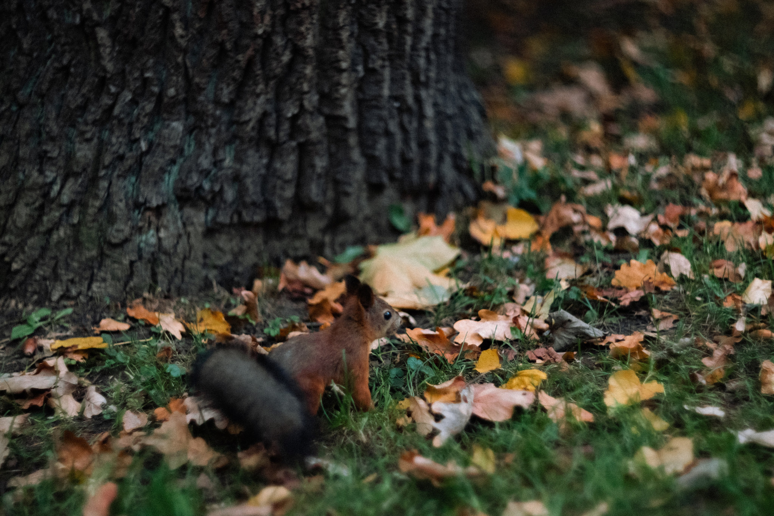 Autumn. Свадебный фотограф Санкт-Петербург DanyaPhotoart