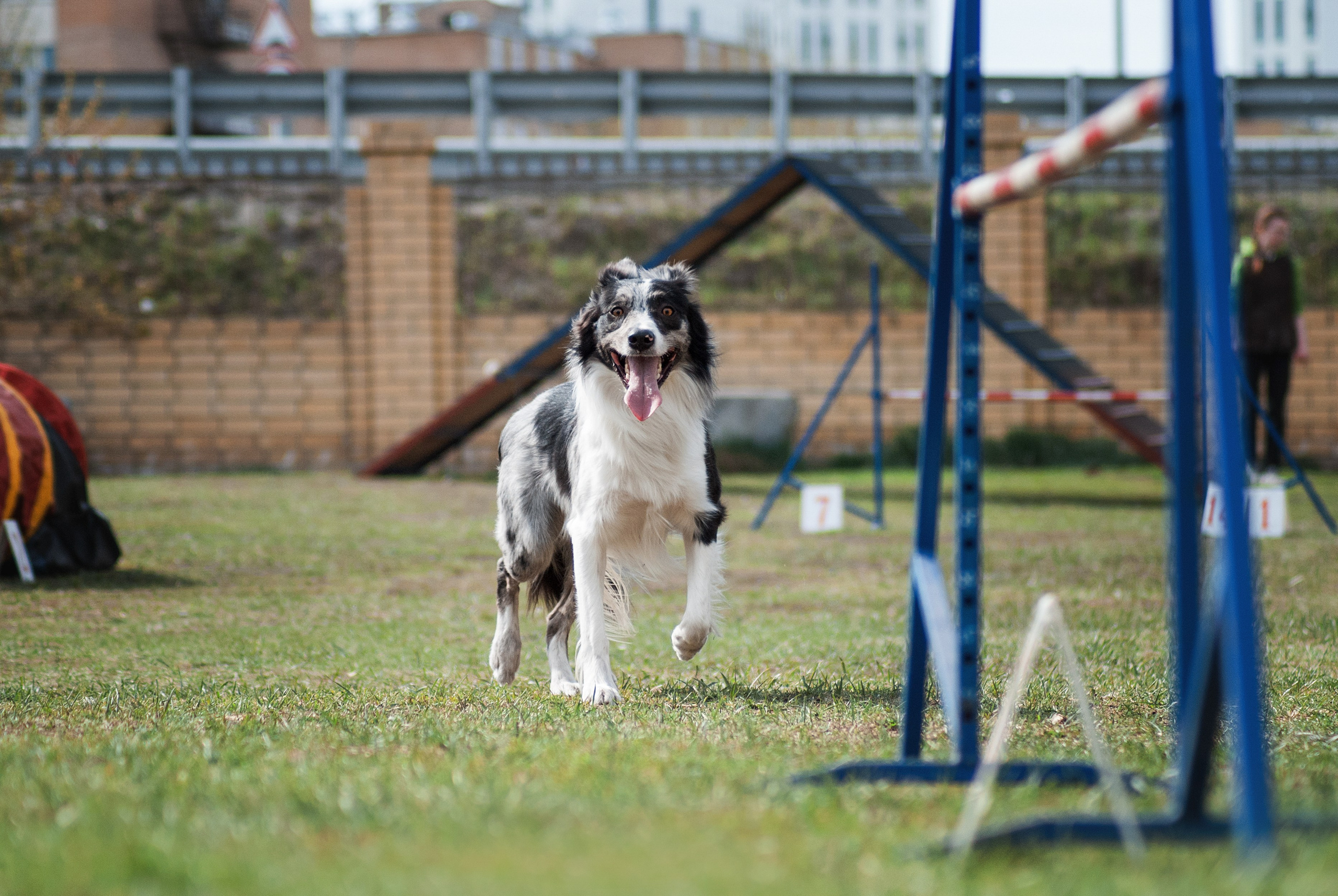 Аджилити. Фотограф в Тюмени Лизавета Сапицкая