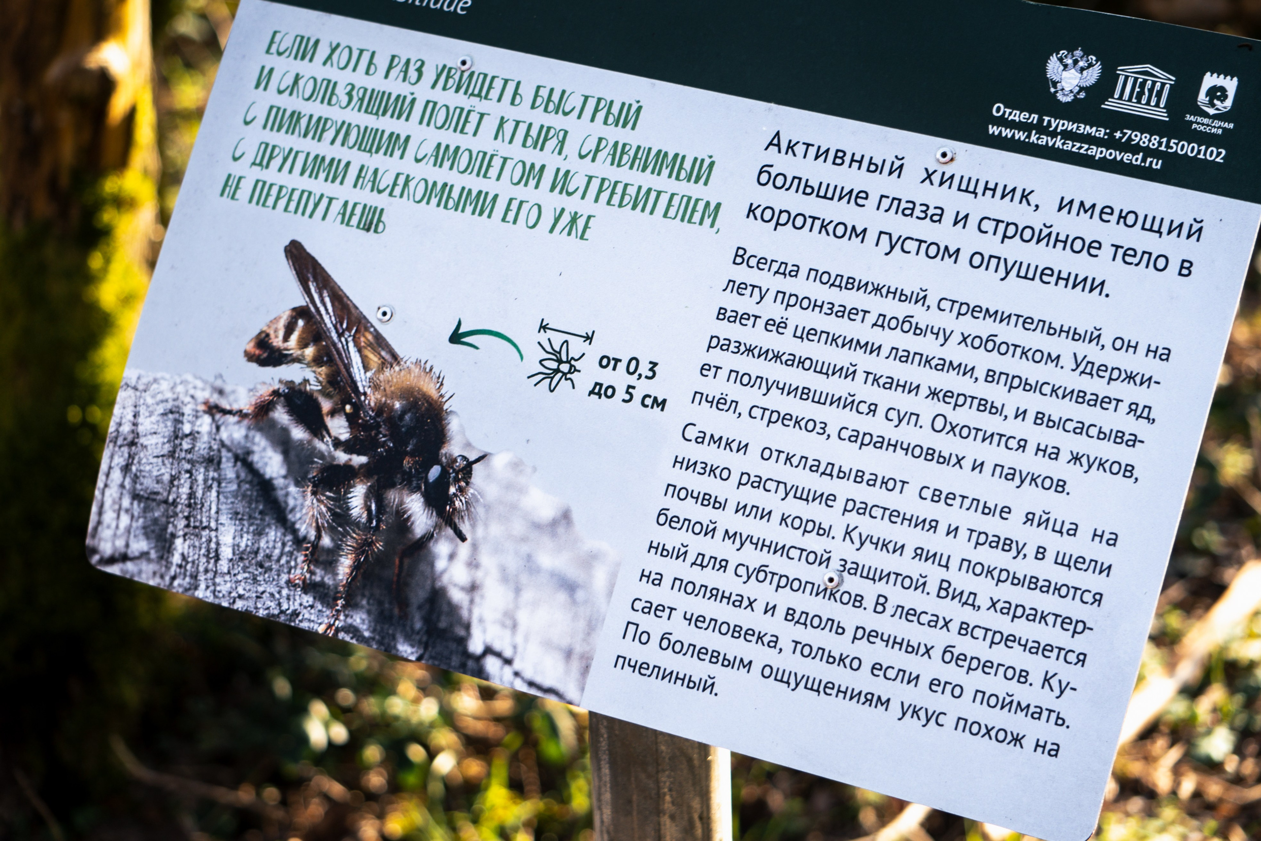 Тисо-самшитовая роща. Yaratezza production