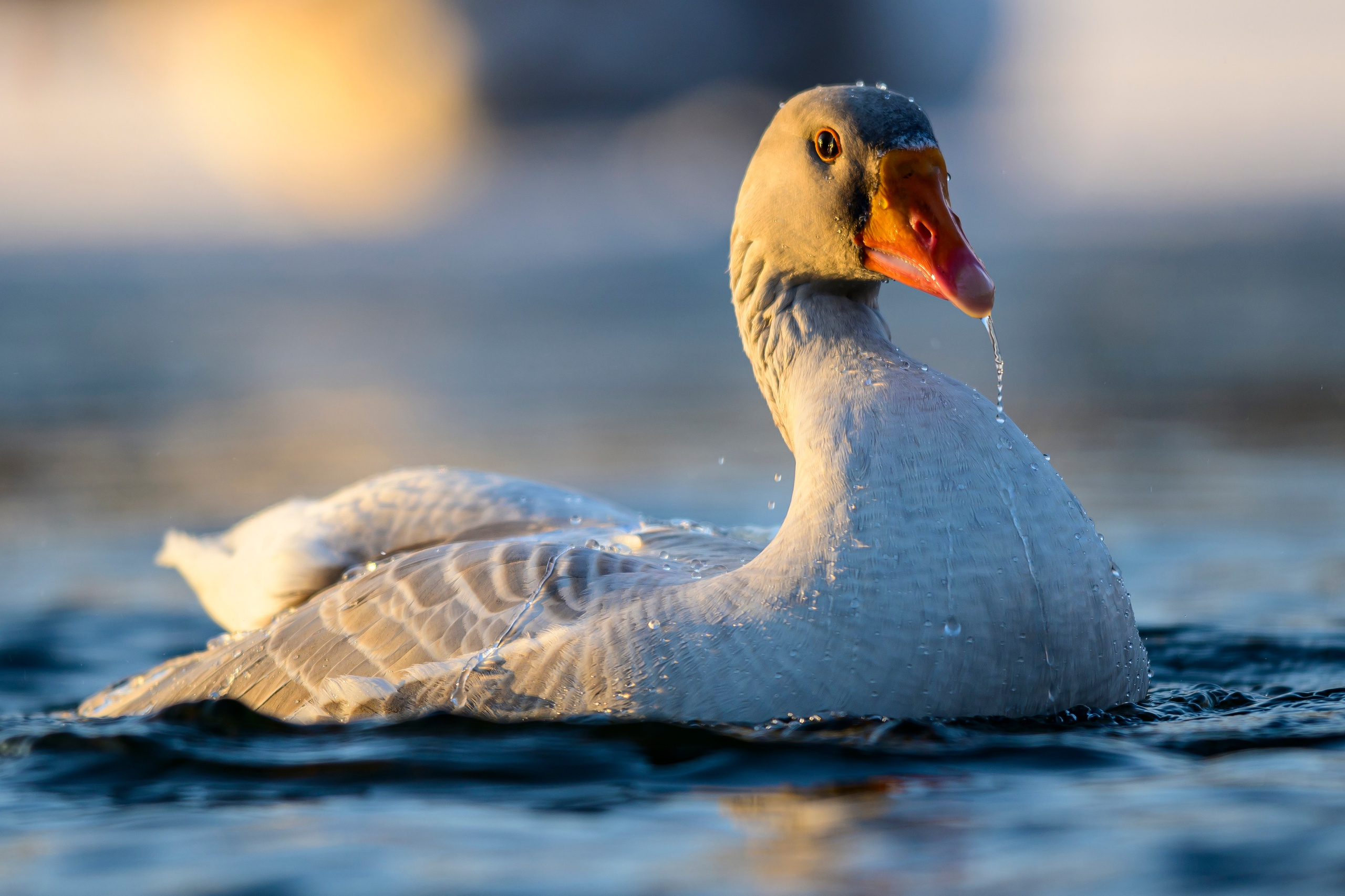 Нырки, гуси, лебеди. Pochards, geese, swans. Wildlife photography by Sergey Puponin