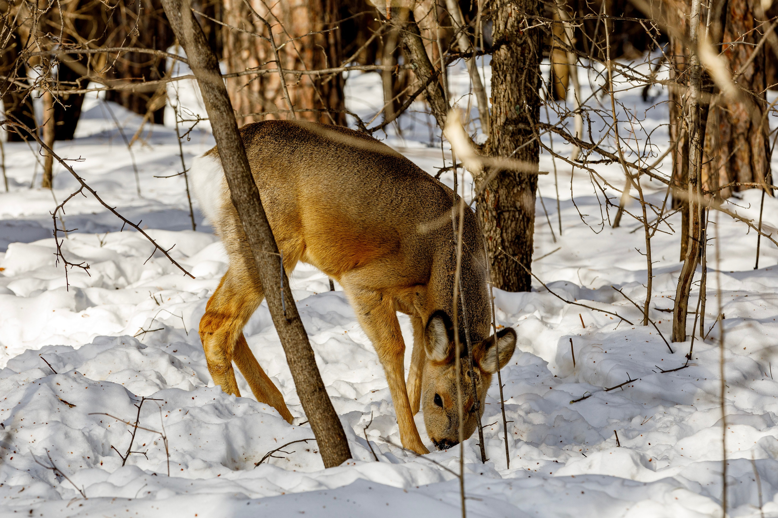 Уютный город мой. Фотограф Андрей Гузеев