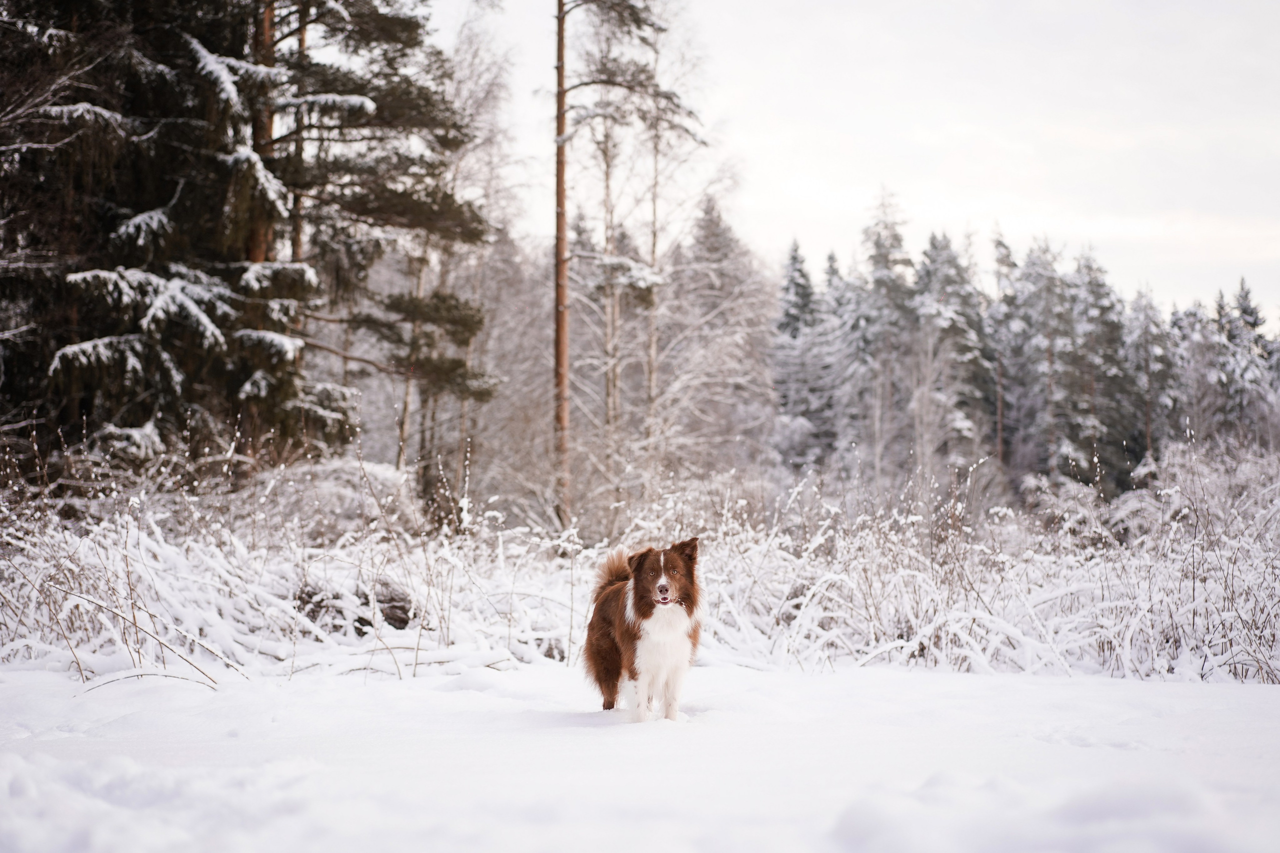 Катя и Ская. Фотограф-анималист в Санкт-Петербурге Яна Мартынова