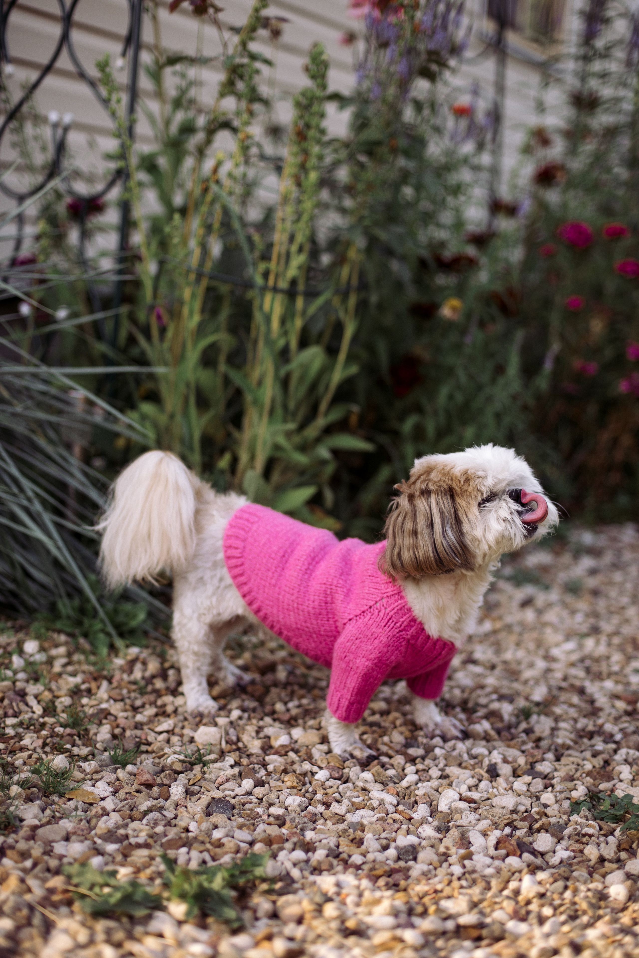 Съемка с животными. Фотограф в Москве Анастасия Бабкина