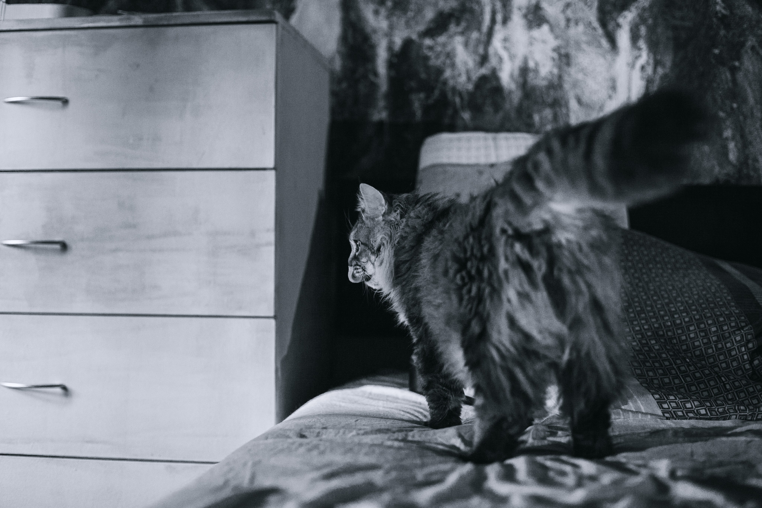 Домашняя фотосессия кота. Фотограф-анималист Татьяна Степанова