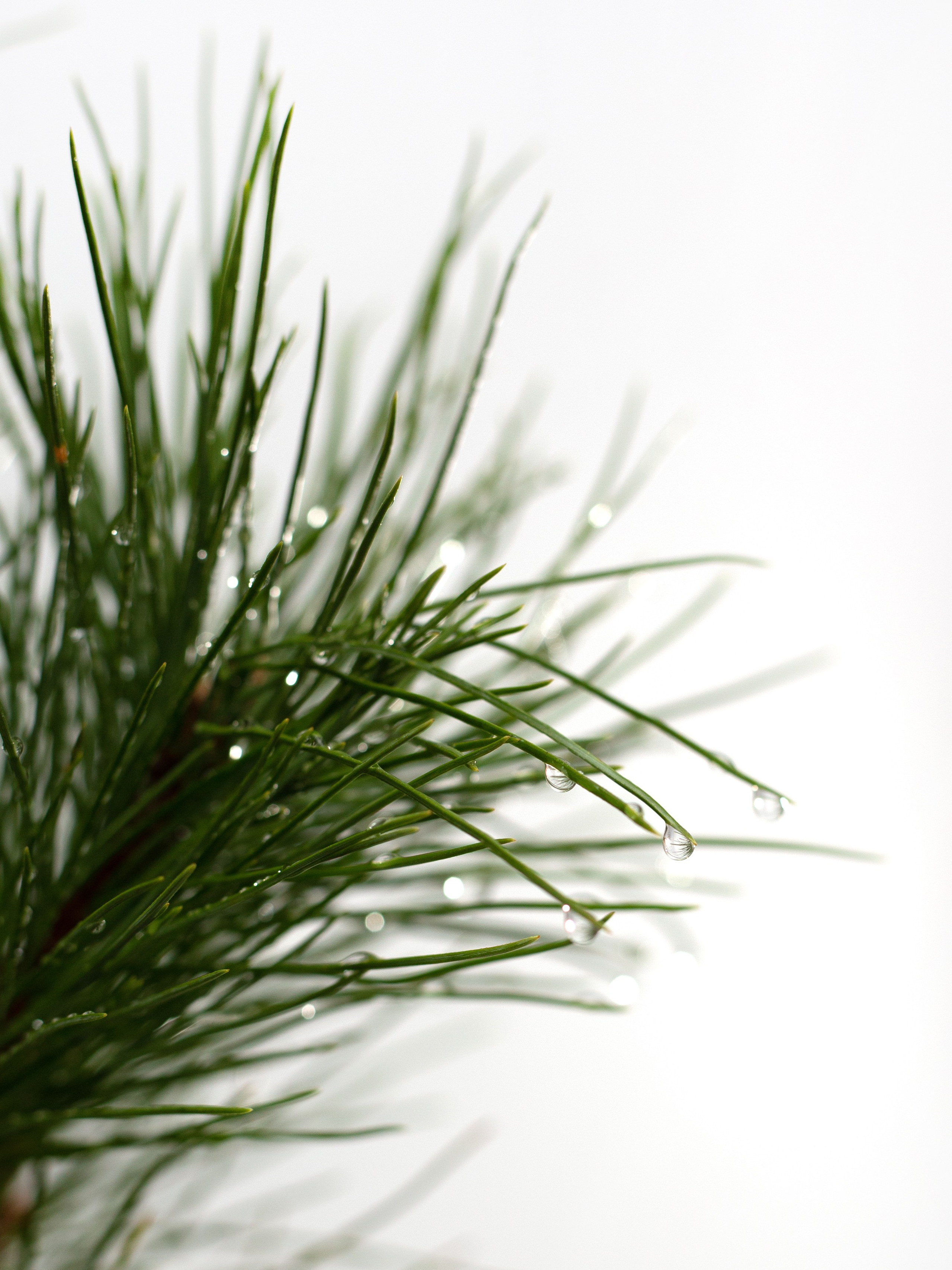 Кедры. Фотограф для различных событий, проектов, маркетплейсов, сайтов и мероприятий в Екатеринбурге