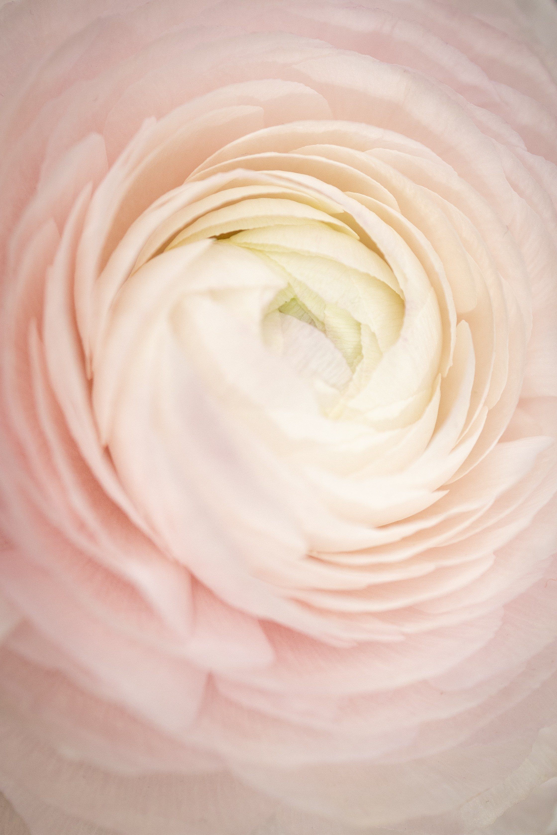 Цветы-Экспо 2025. Фотосессии и репортаж — Фотограф в Москве — Рина Серёгина