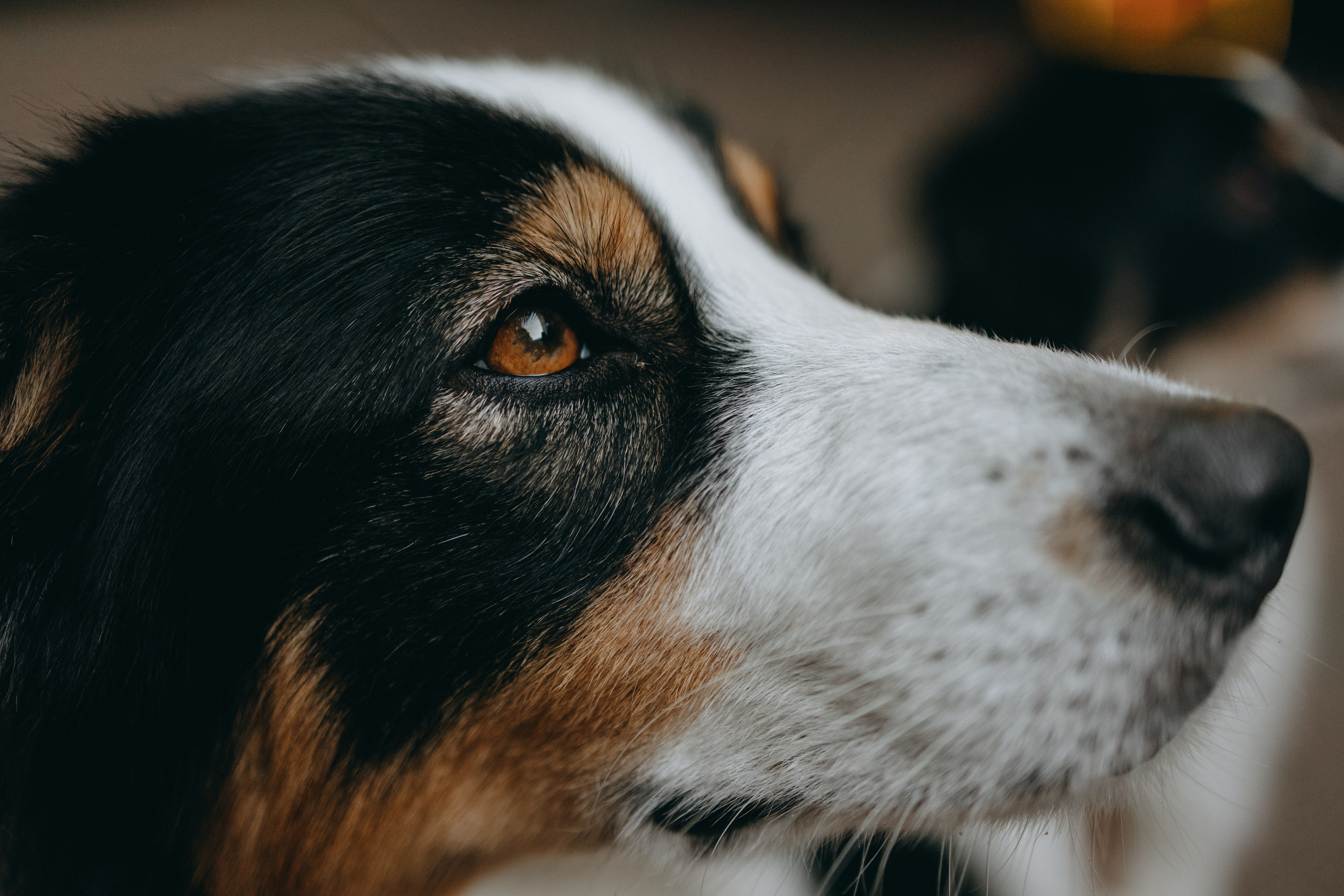 Катя и ее девочки. Фотограф — Анималист | Санкт-Петербург