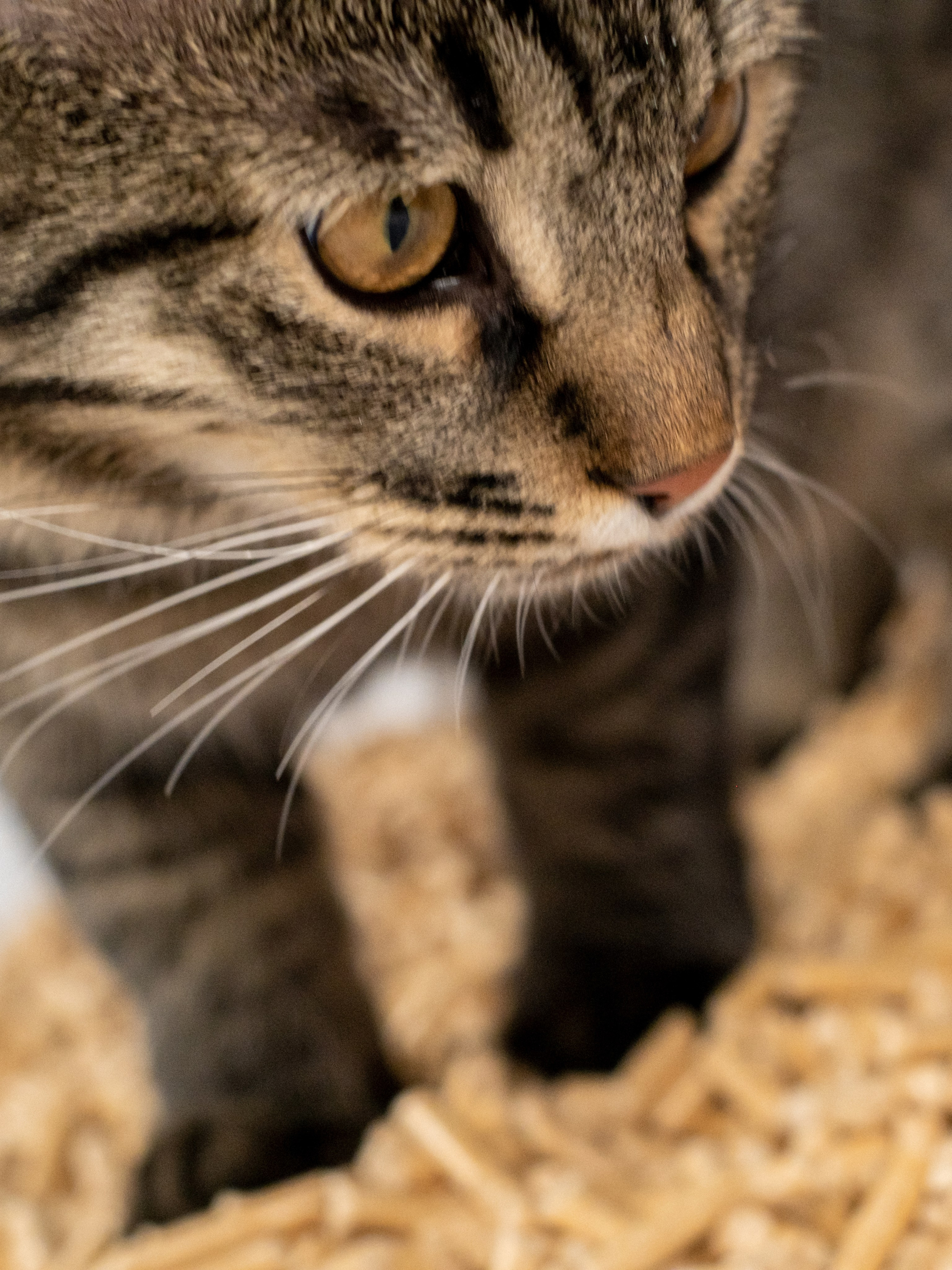 Древесный наполнитель для кошек, для Анастасии!. Зоофотограф, фотограф животных в Москве и области Дина Дамоцева