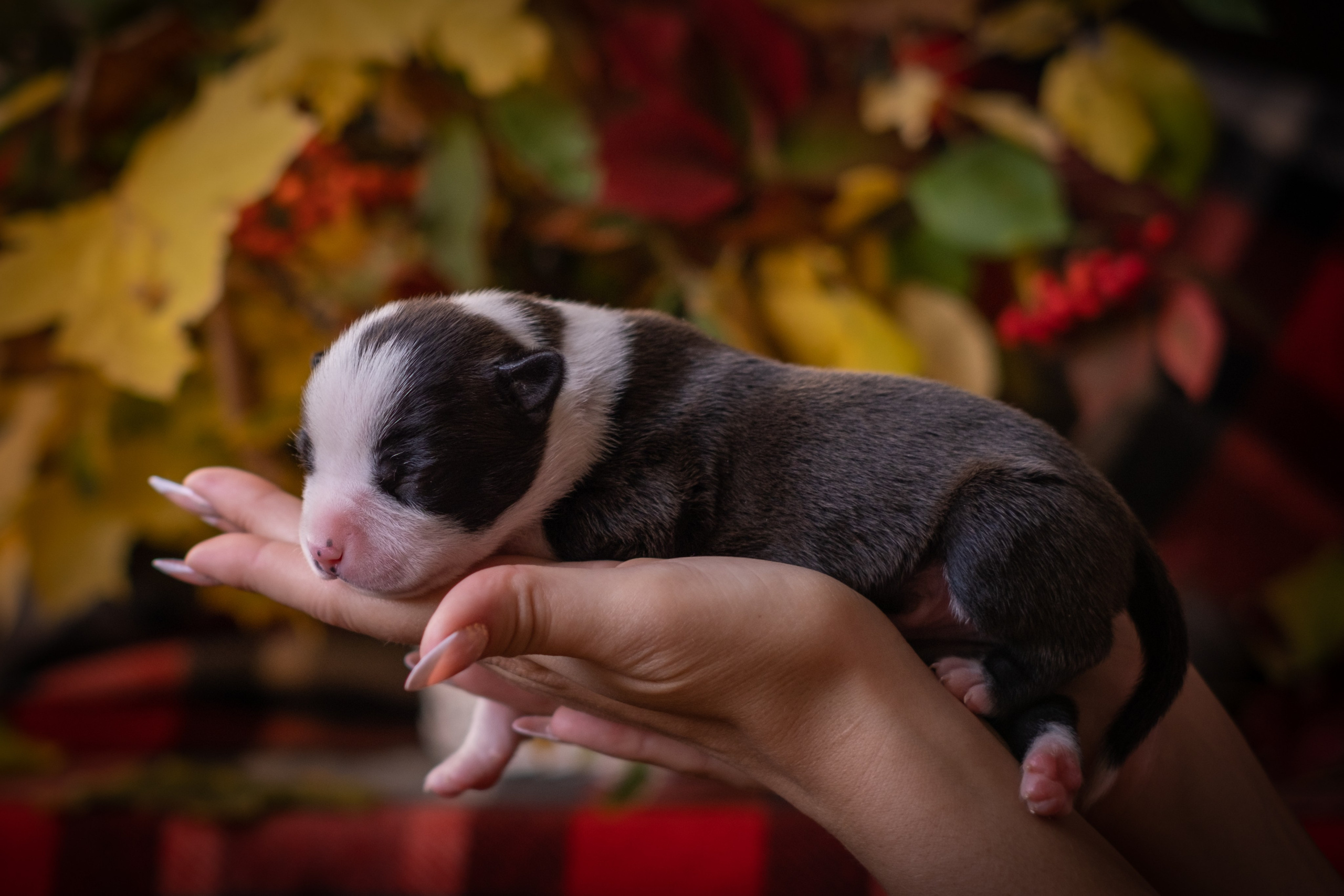 Новорожденные АСТ для Алиночки). Зоофотограф, фотограф животных в Москве и области Дина Дамоцева