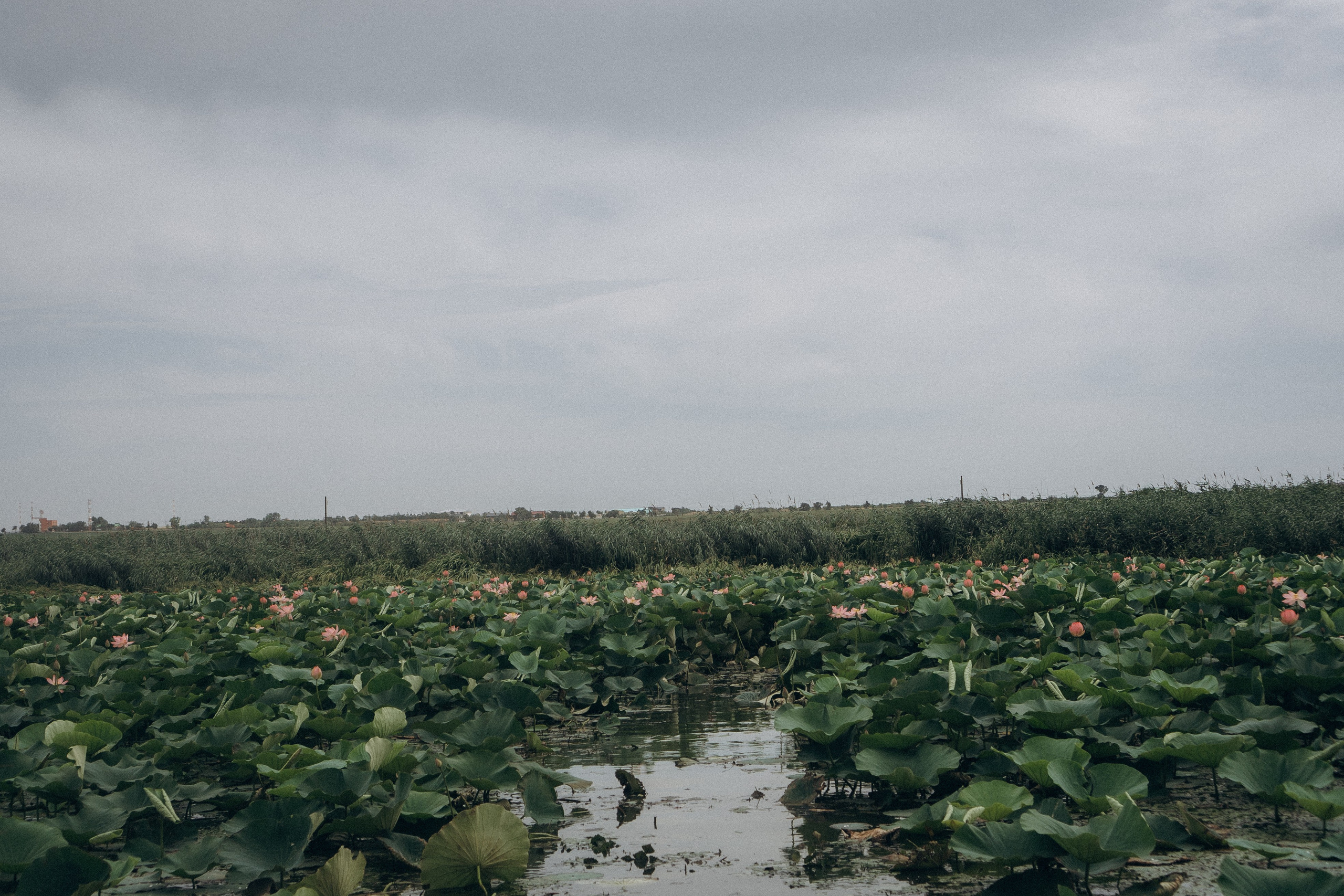 ЛОТОСОВАЯ ПОЛЯНА. Профессиональный фотограф, Санкт-Петербург — Виктория Богомолова