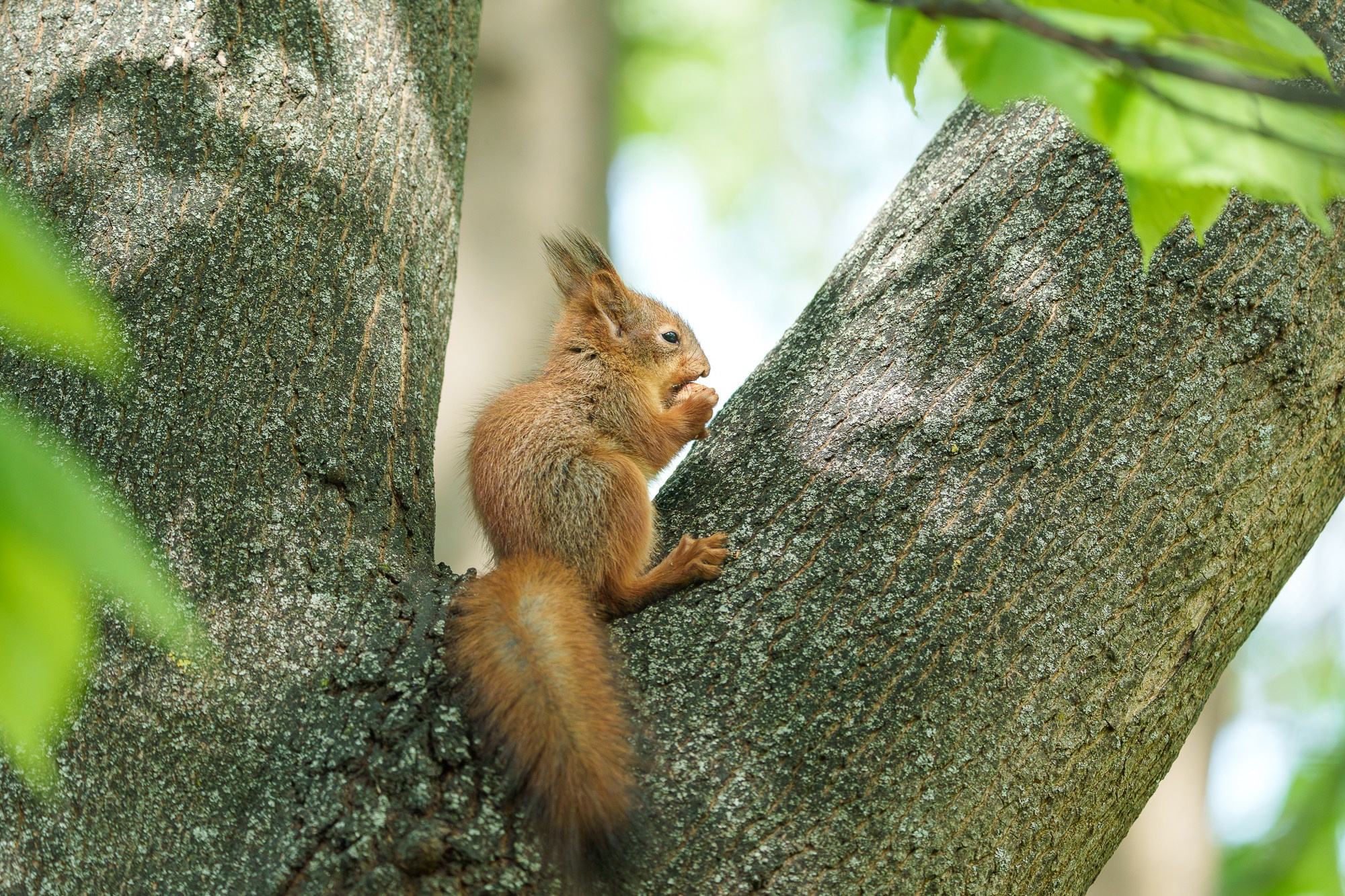 Животные. Ваш личный фотограф Марина Волкова