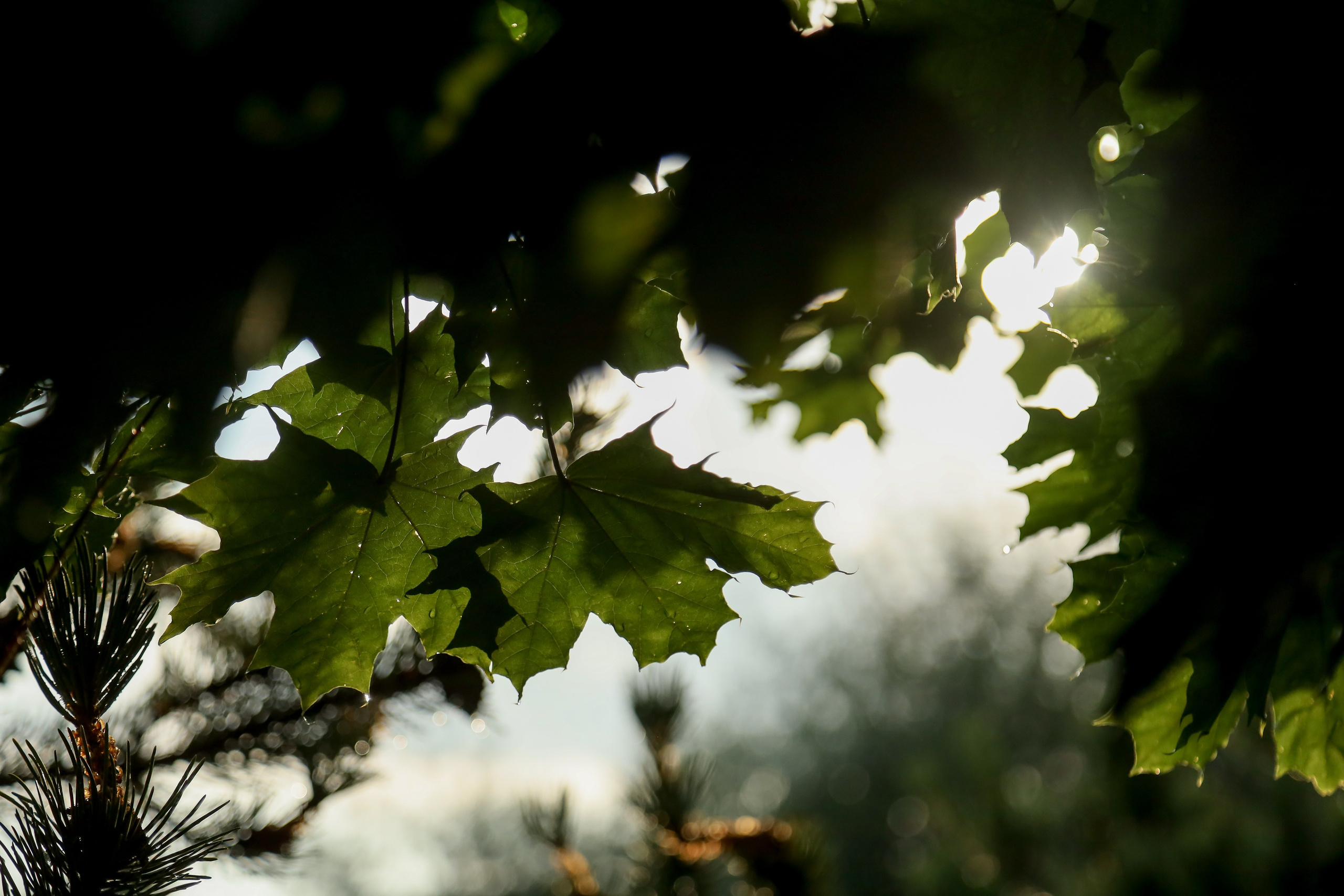 DIS регата2024. Фотограф Антон Чупринин