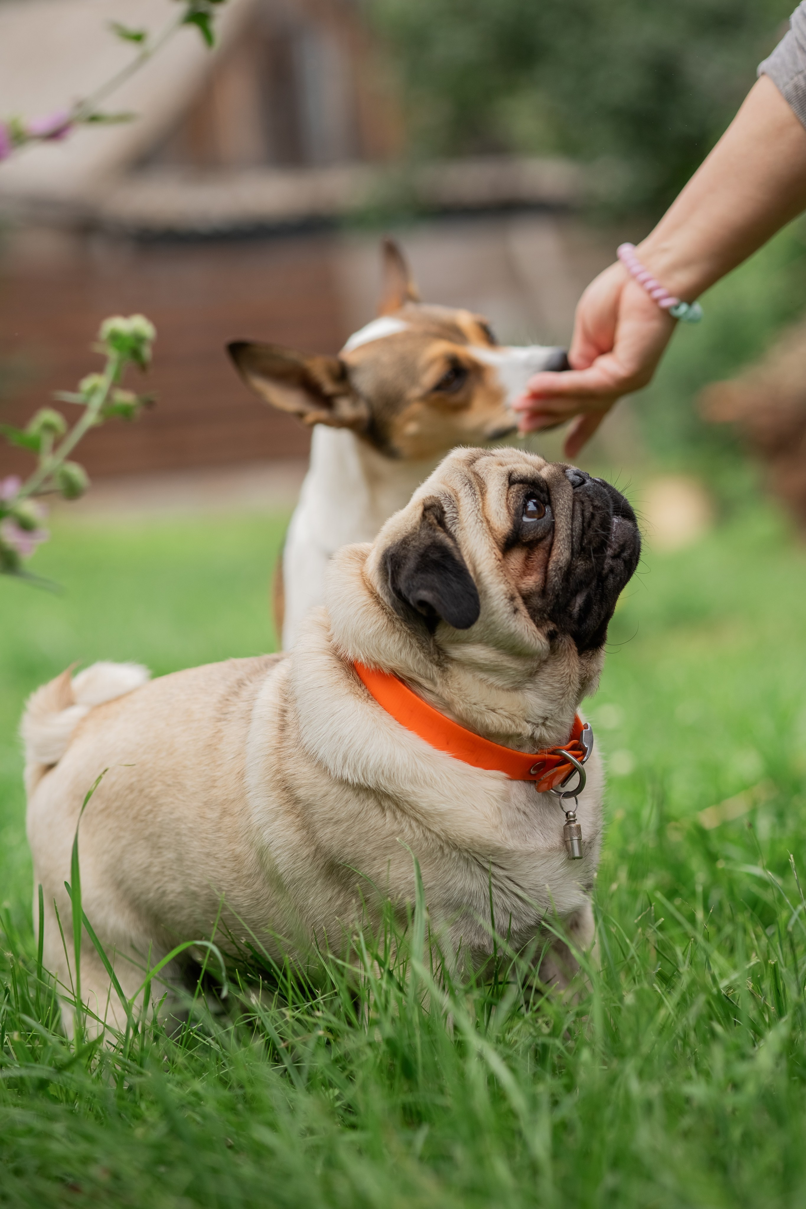 Сёма и Жужа. Август. Фотограф Яна Матвеева в Ижевске