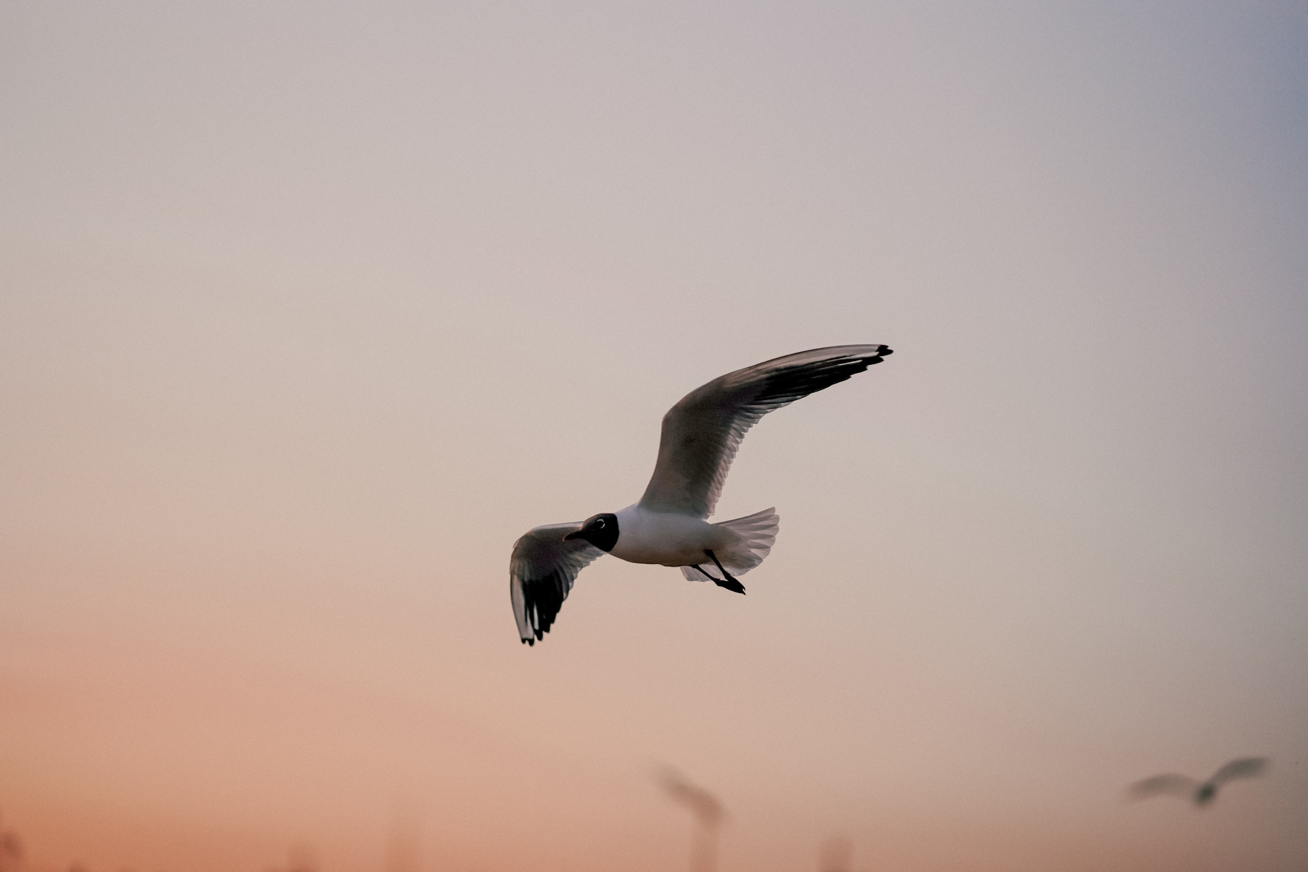 Фотограф Санкт-Петербург/Гомель Виктория Петрова