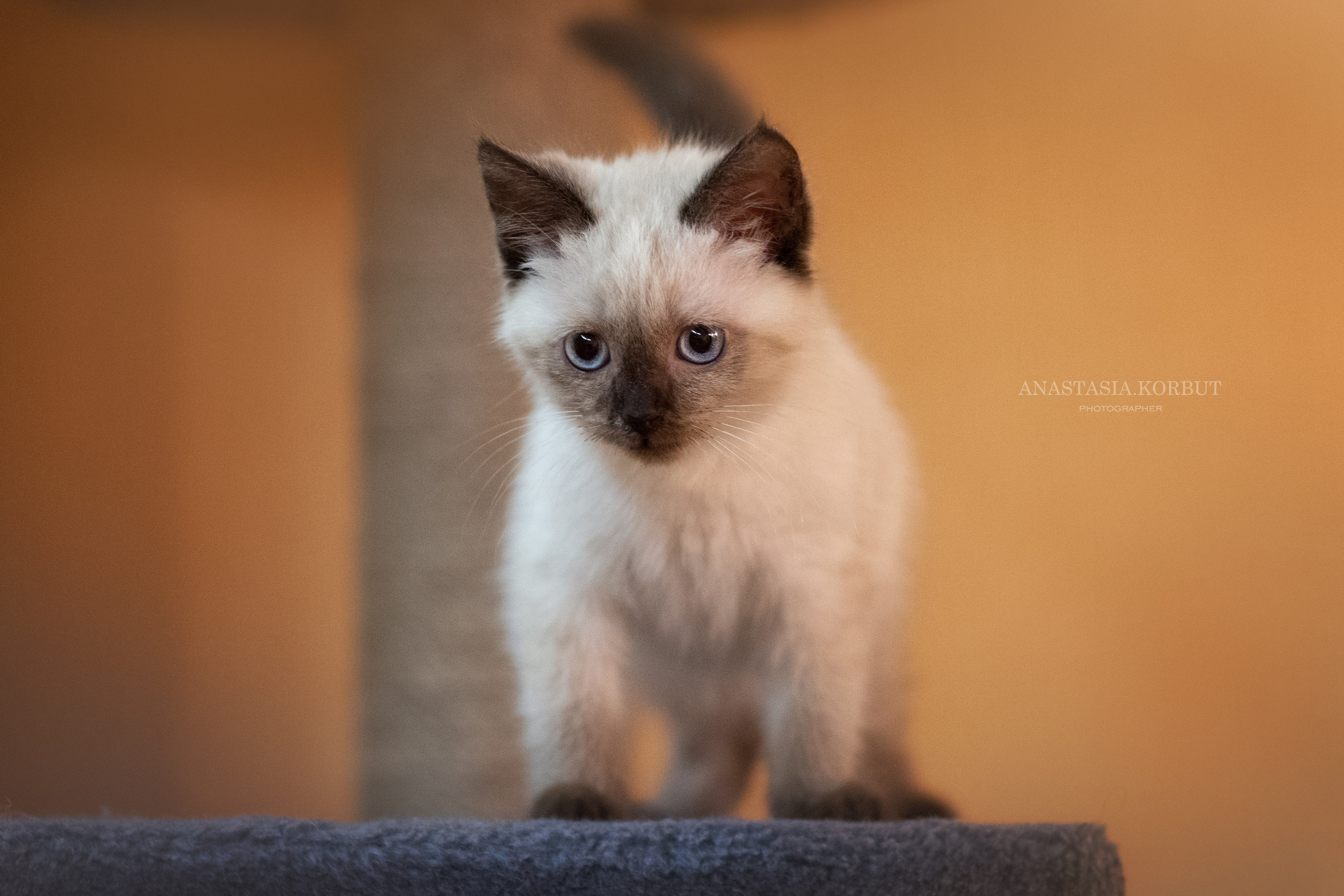 Котята в добрые руки. Арт фотограф в Минске Анастасия Корбут