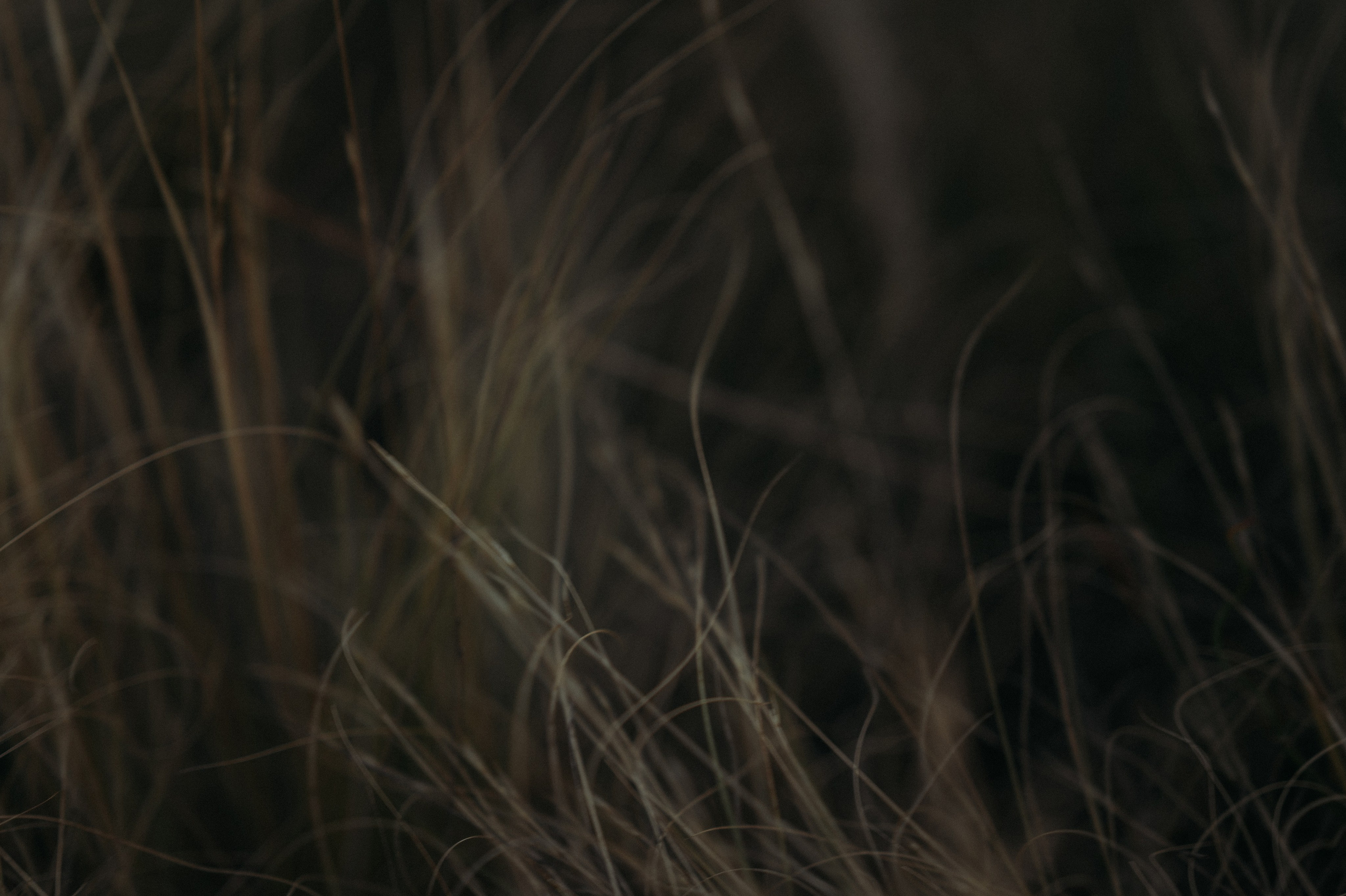 Наташа, Степа, Василиса, Лера. Www.ostermiller.ru