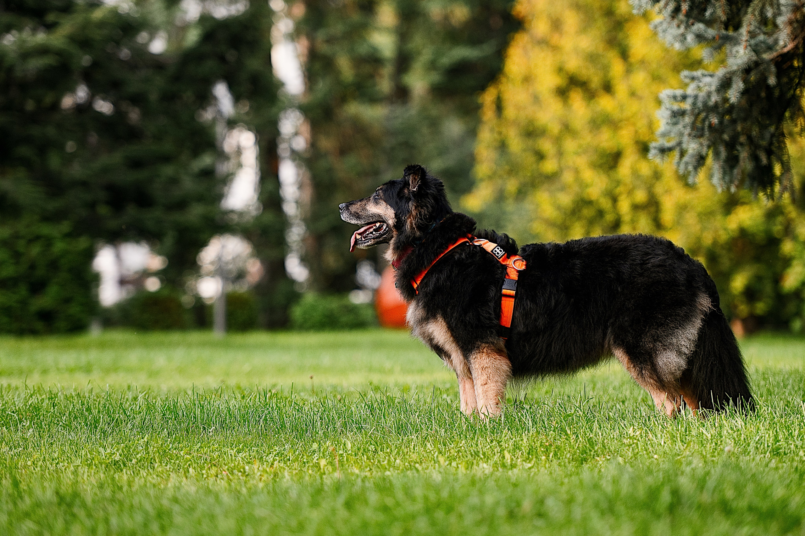 Алиса на ВДНХ. Фотограф-анималист