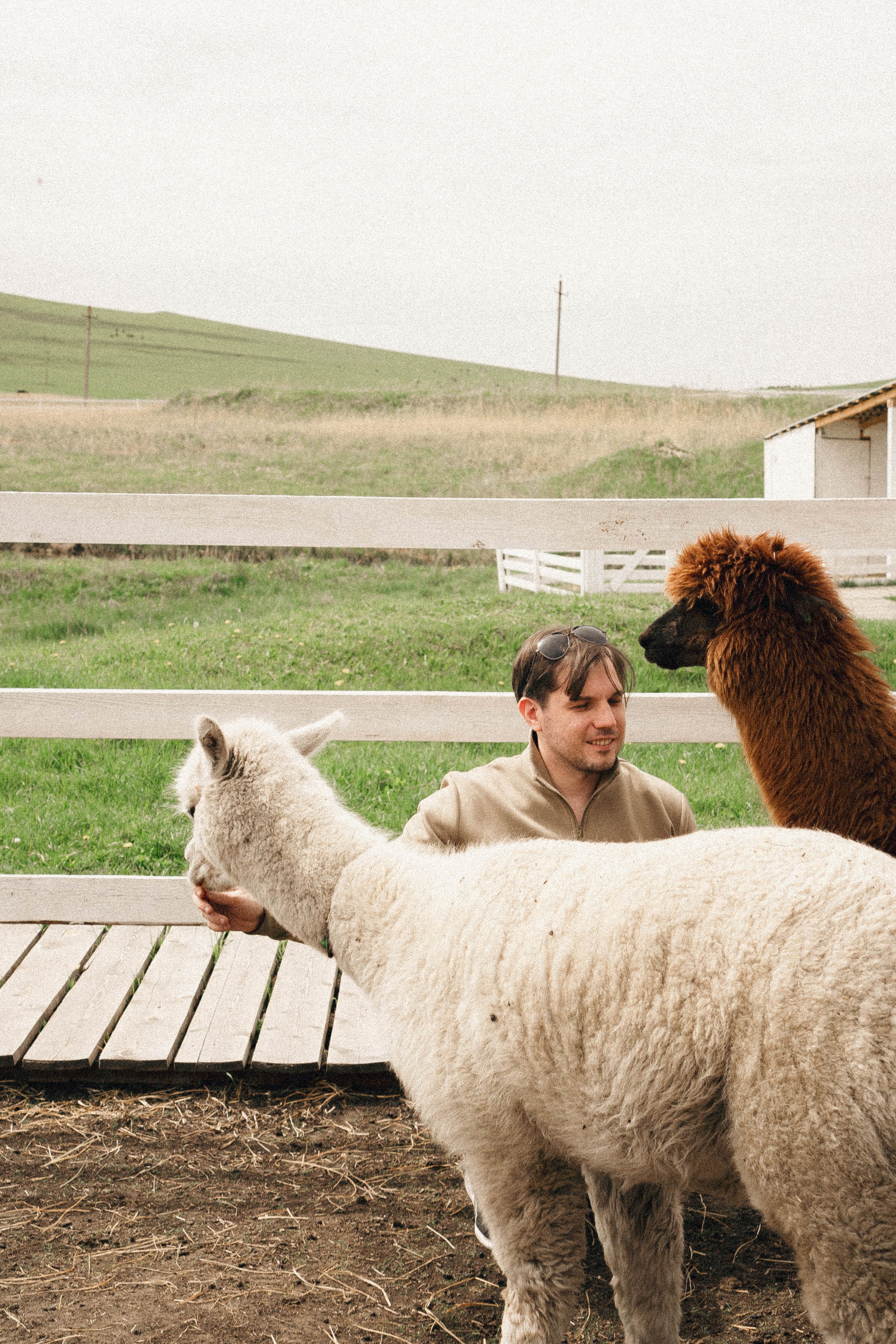 Ферма Альпак. Профессиональный фотограф, Санкт-Петербург — Виктория Богомолова