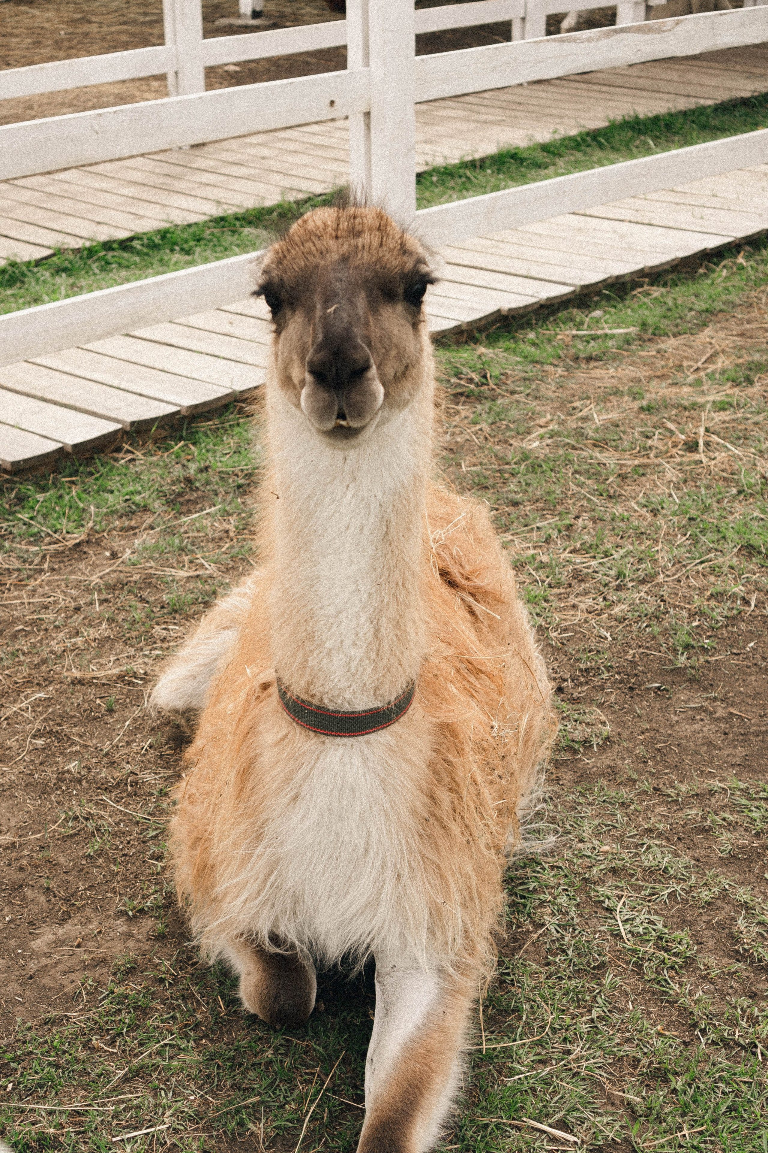 Ферма Альпак. Профессиональный фотограф, Санкт-Петербург — Виктория Богомолова