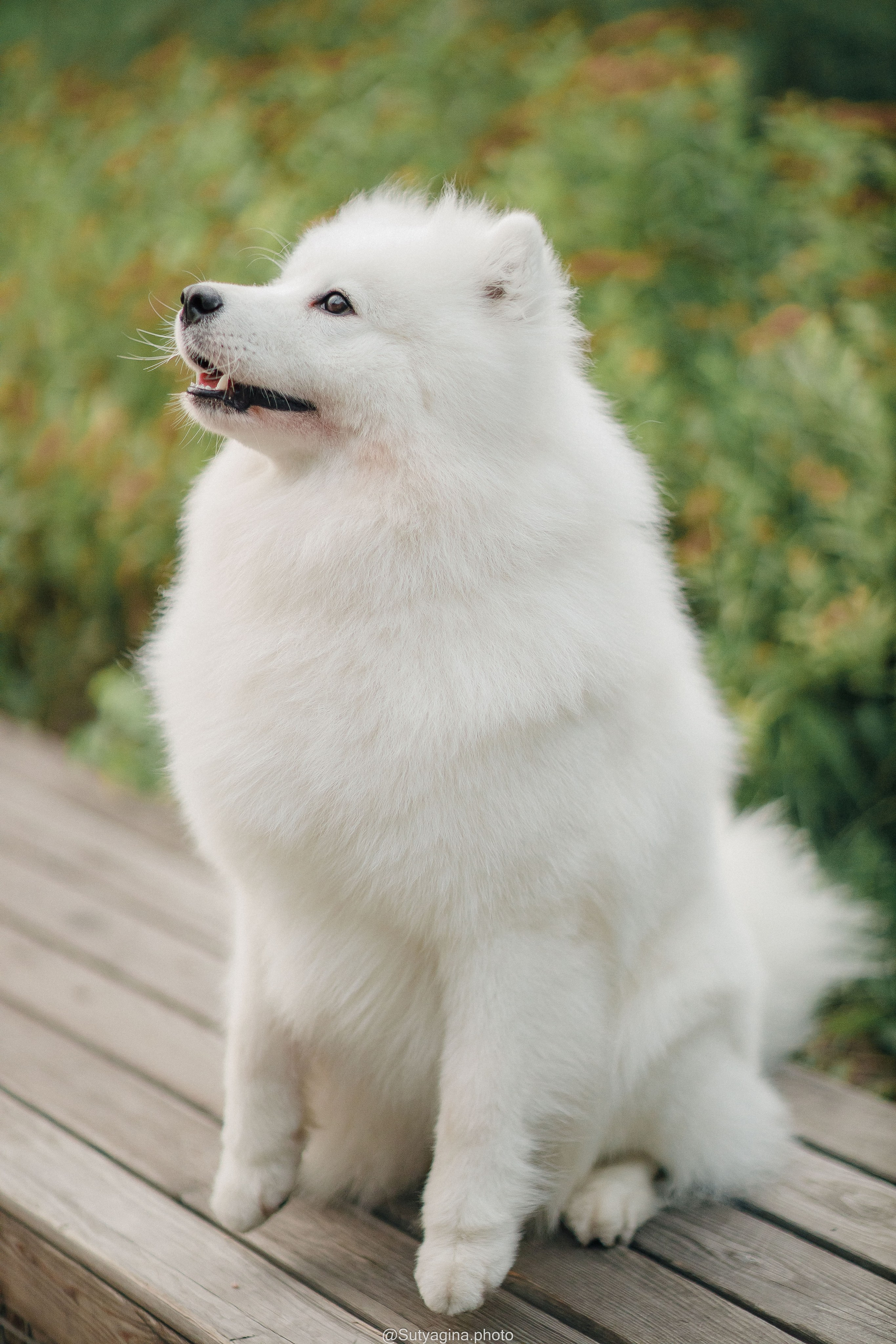 Самоед Рея. Свадебный и женский фотограф