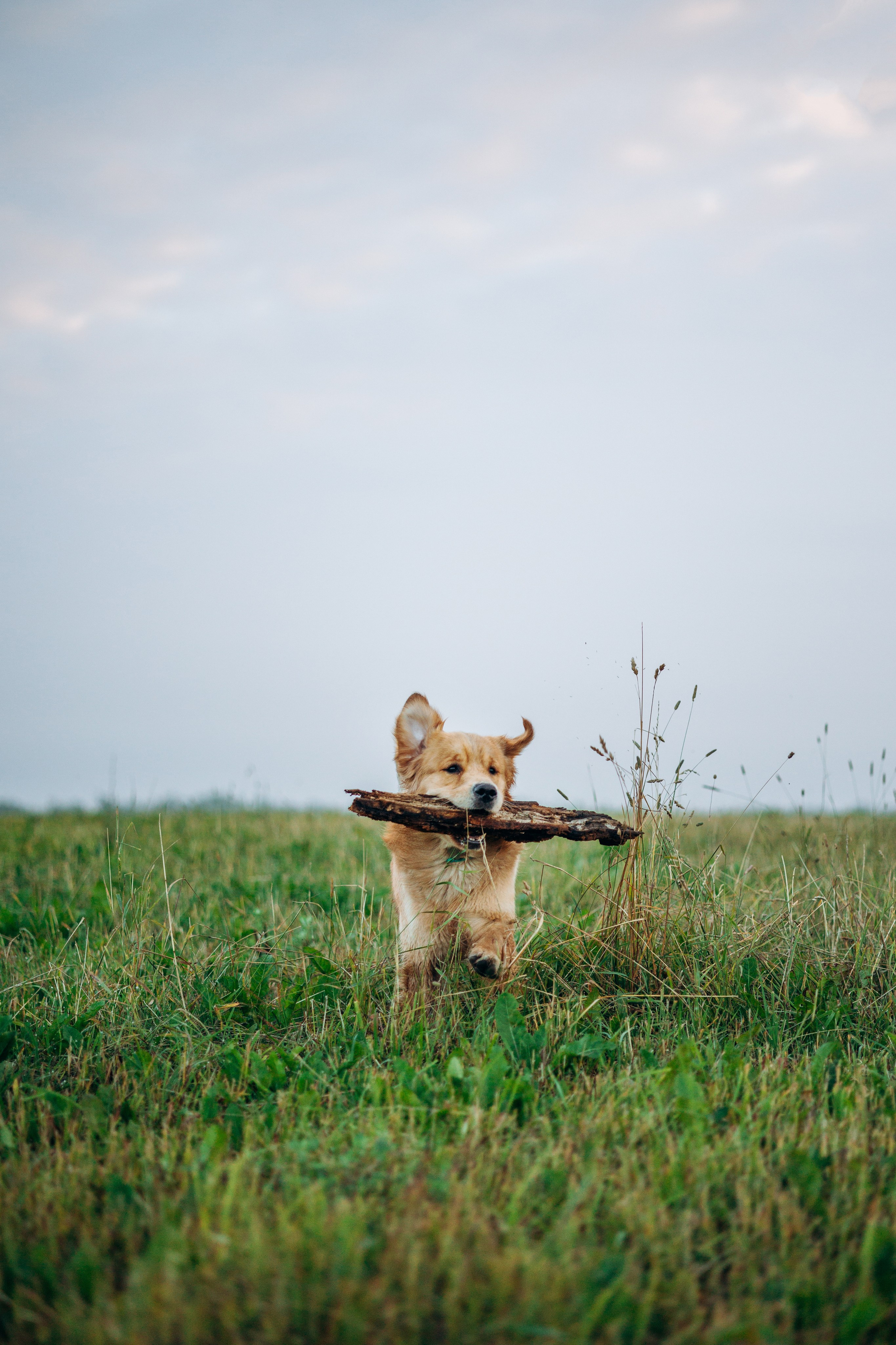 Аня и Ноллан. Фотограф — Анималист | Санкт-Петербург