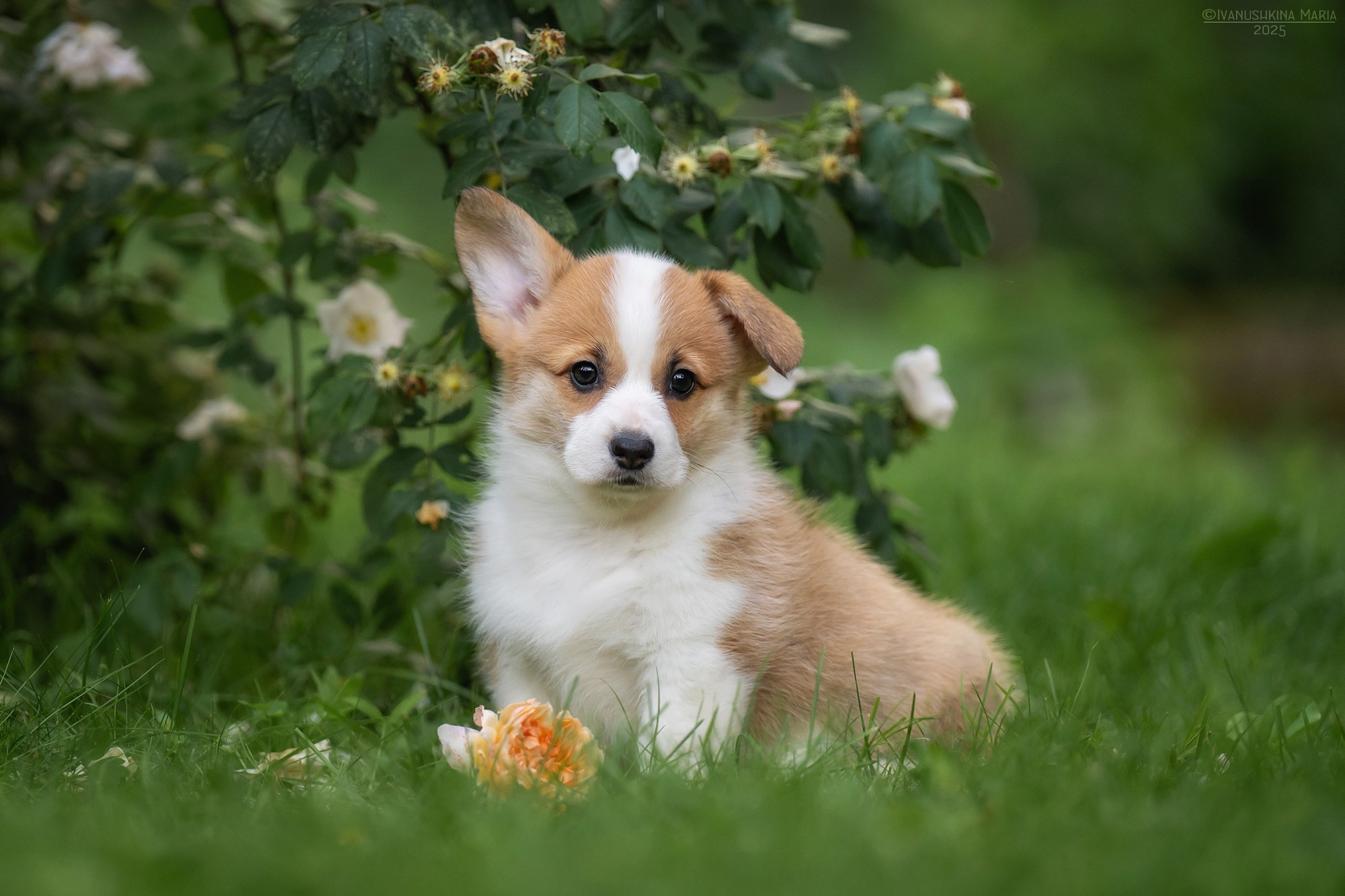 Фотосессия щенков на продажу. Фотограф собак в Москве и Московской области Иванушкина Мария