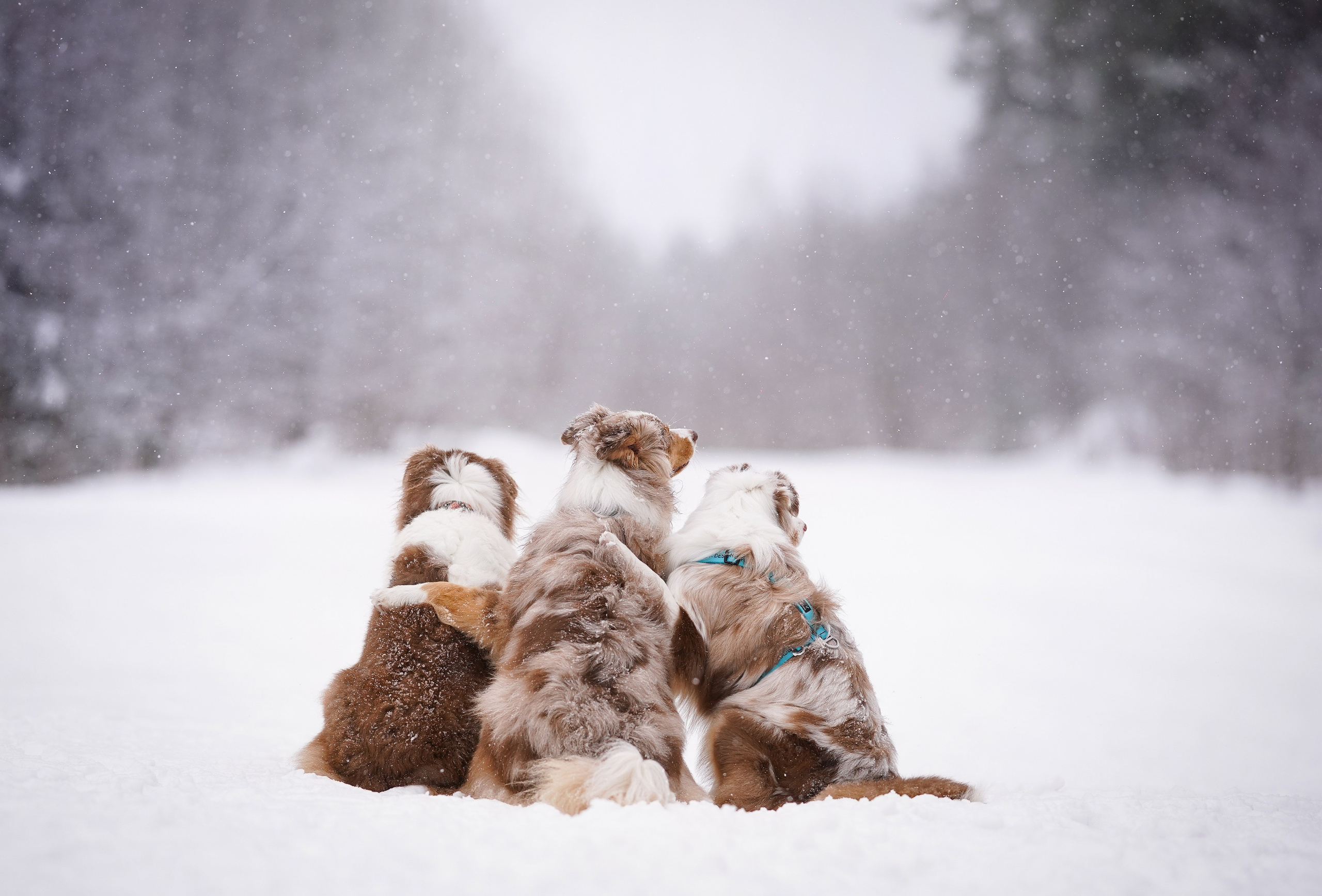 Красно-рыжая банда. Фотограф-анималист в Санкт-Петербурге Яна Мартынова