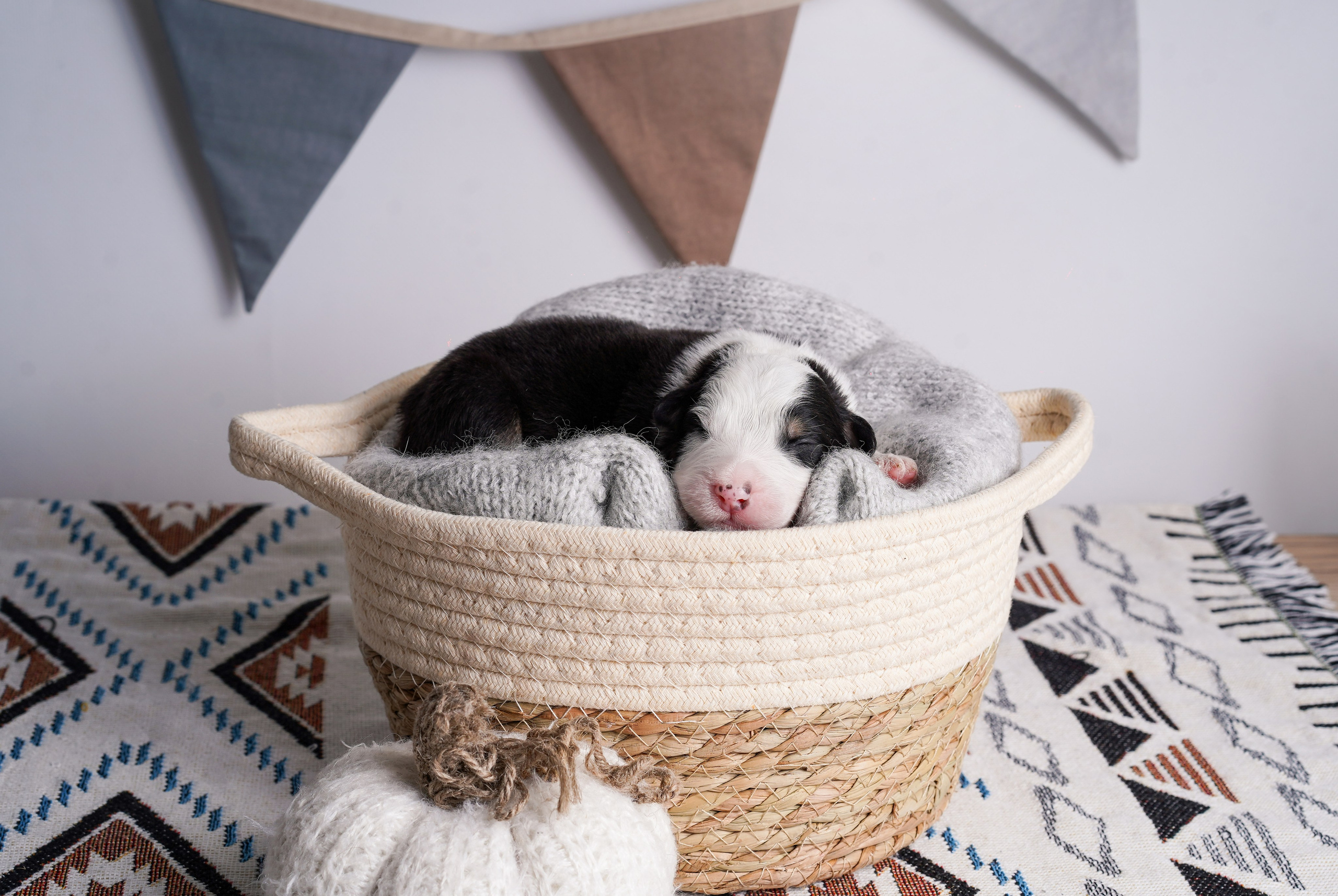 Щенки аусси. Фотограф-анималист в Санкт-Петербурге Яна Мартынова