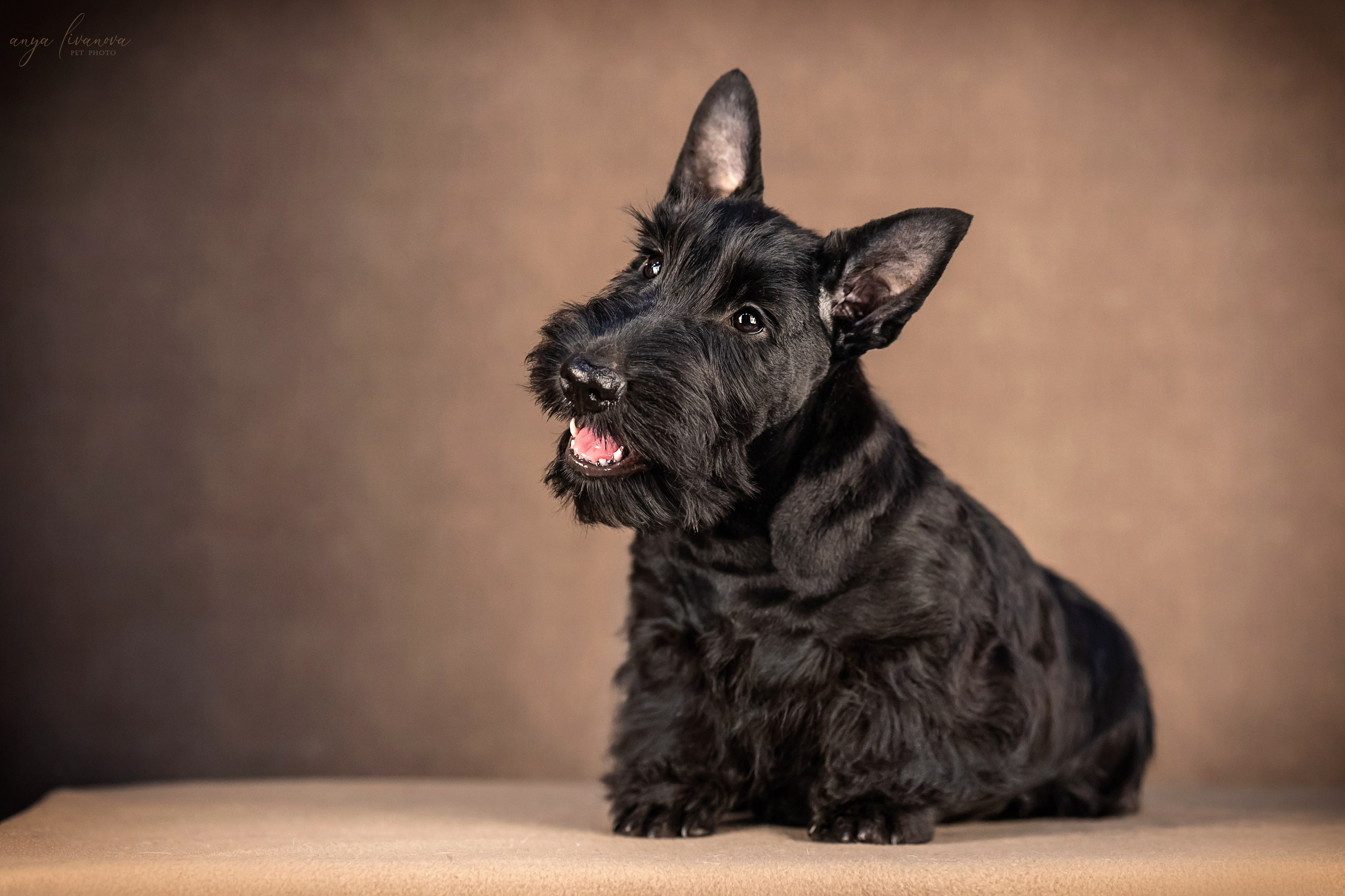 Скотчики. Фотограф анималист Аня Ливанова | Рыбинск